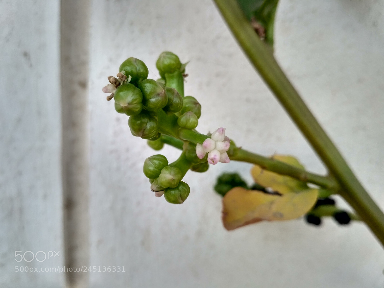 Xiaomi Redmi 3S sample photo. Untitled photography