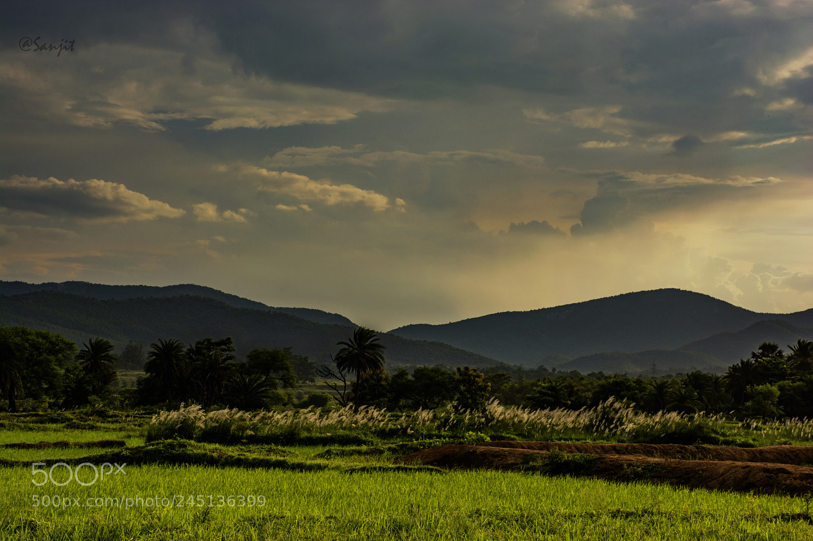 Nikon D5200 sample photo. Green photography