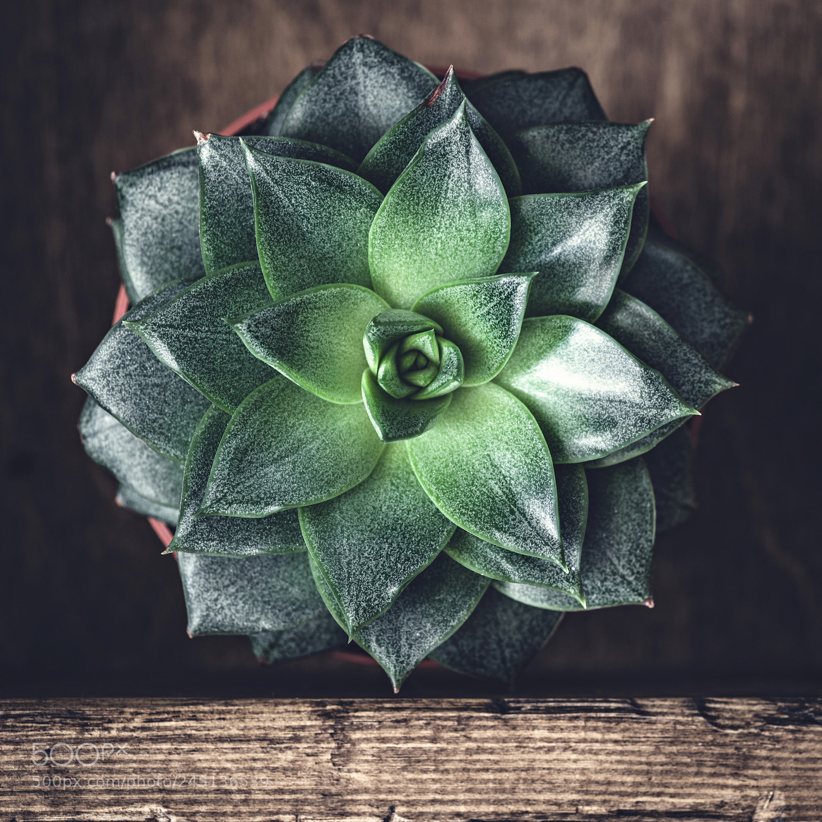 Nikon D810 sample photo. Stone rose succulent cactus photography