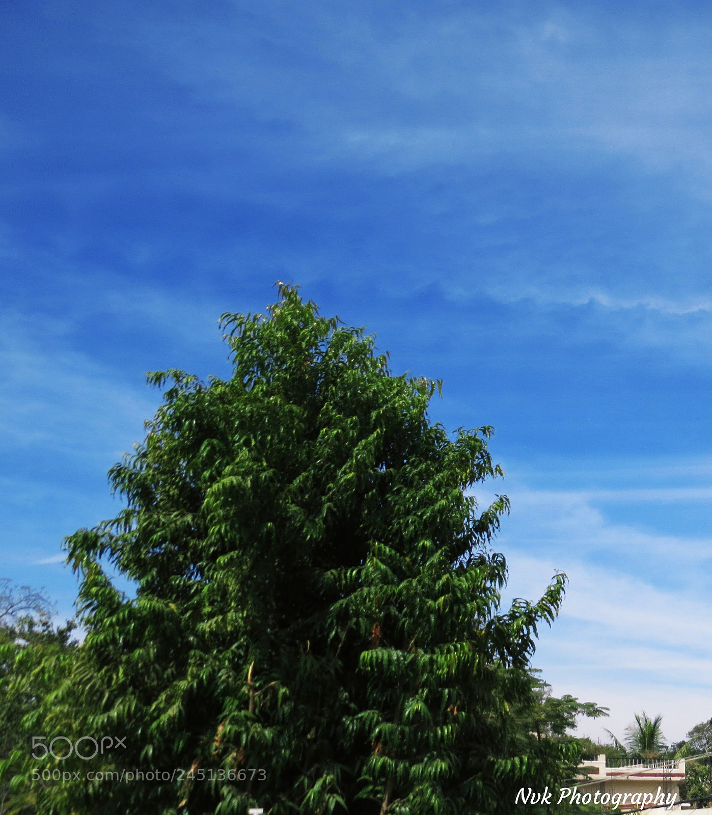 Canon PowerShot SX50 HS sample photo. Tree and sky photography