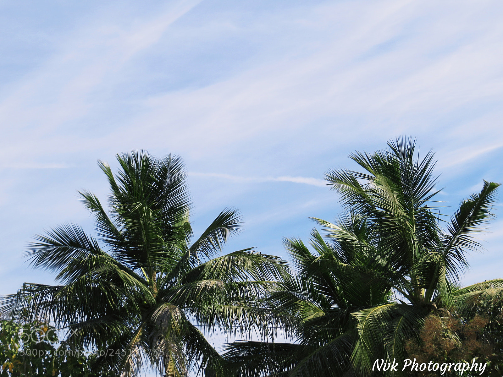 Canon PowerShot SX50 HS sample photo. Beautiful nature photography