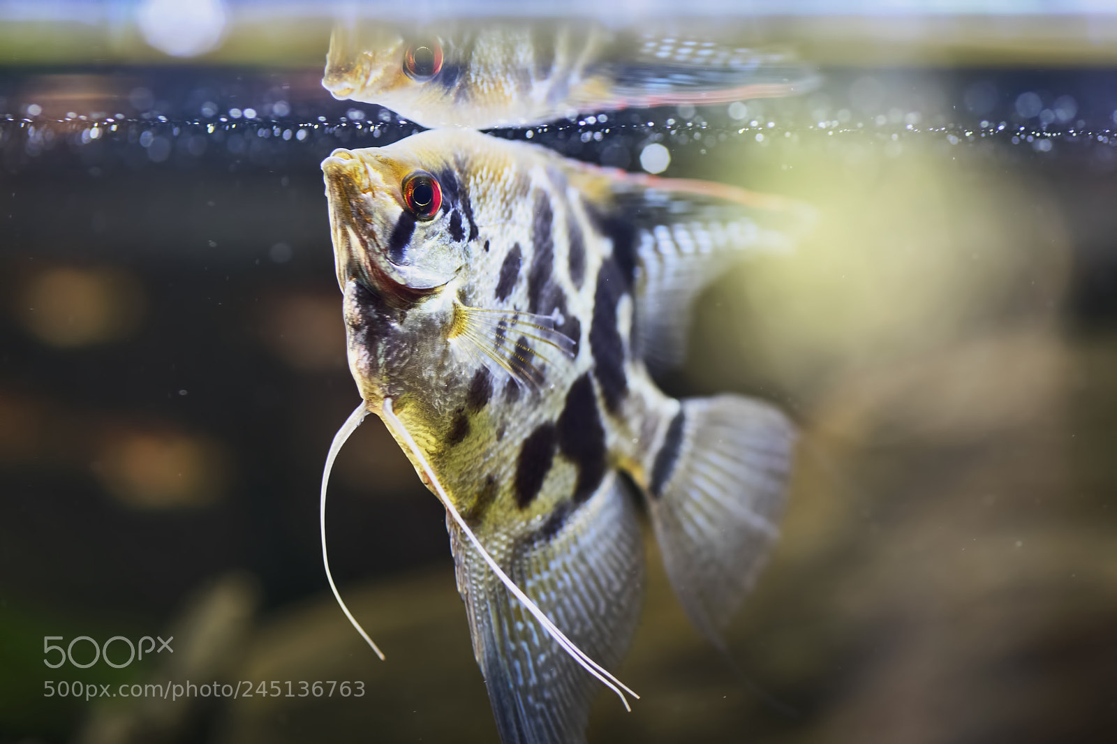 Sony a7 II sample photo. Freshwater angelfish or marbled photography