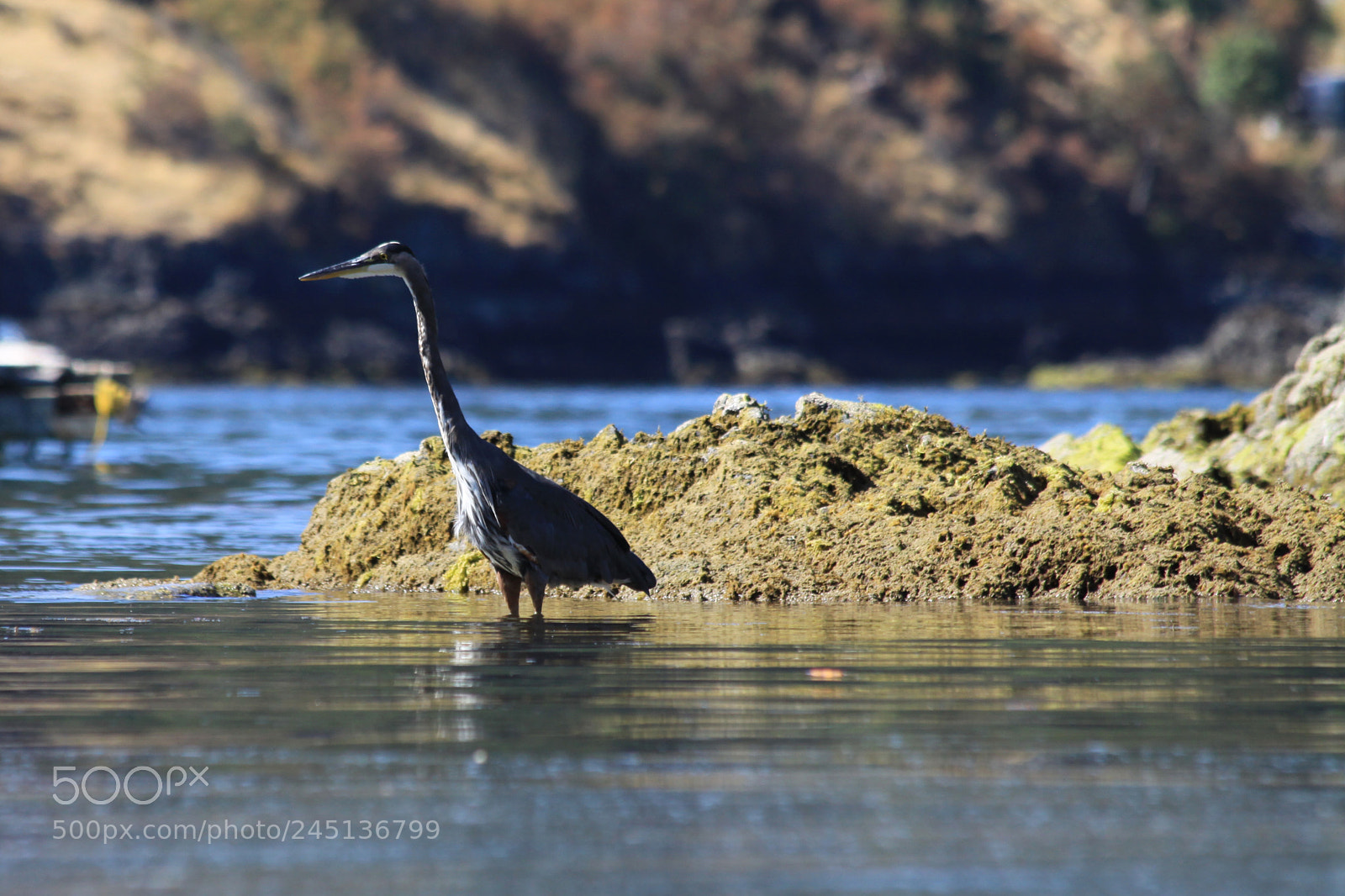 Canon EOS 50D sample photo. Blue heron photography