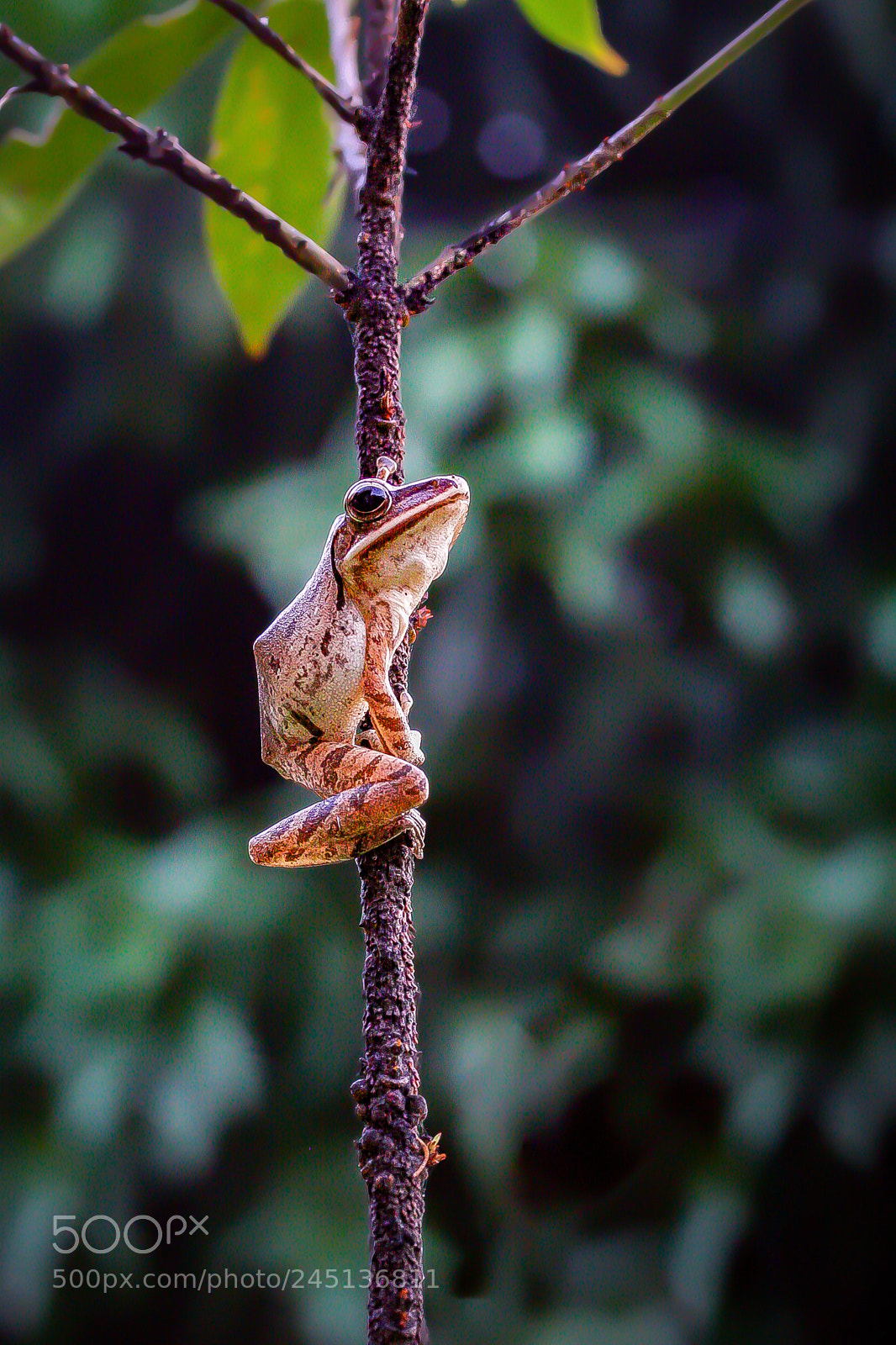 Canon EOS 1000D (EOS Digital Rebel XS / EOS Kiss F) sample photo. Frog photography