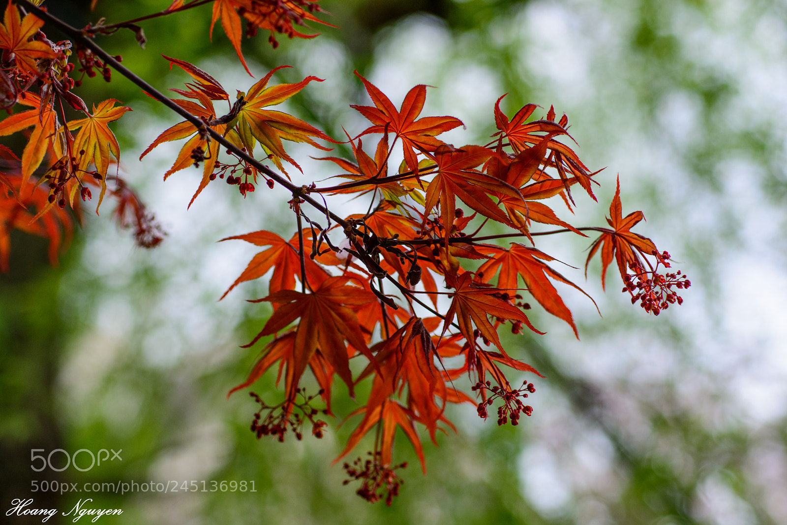 Nikon D7100 sample photo. The red maple photography