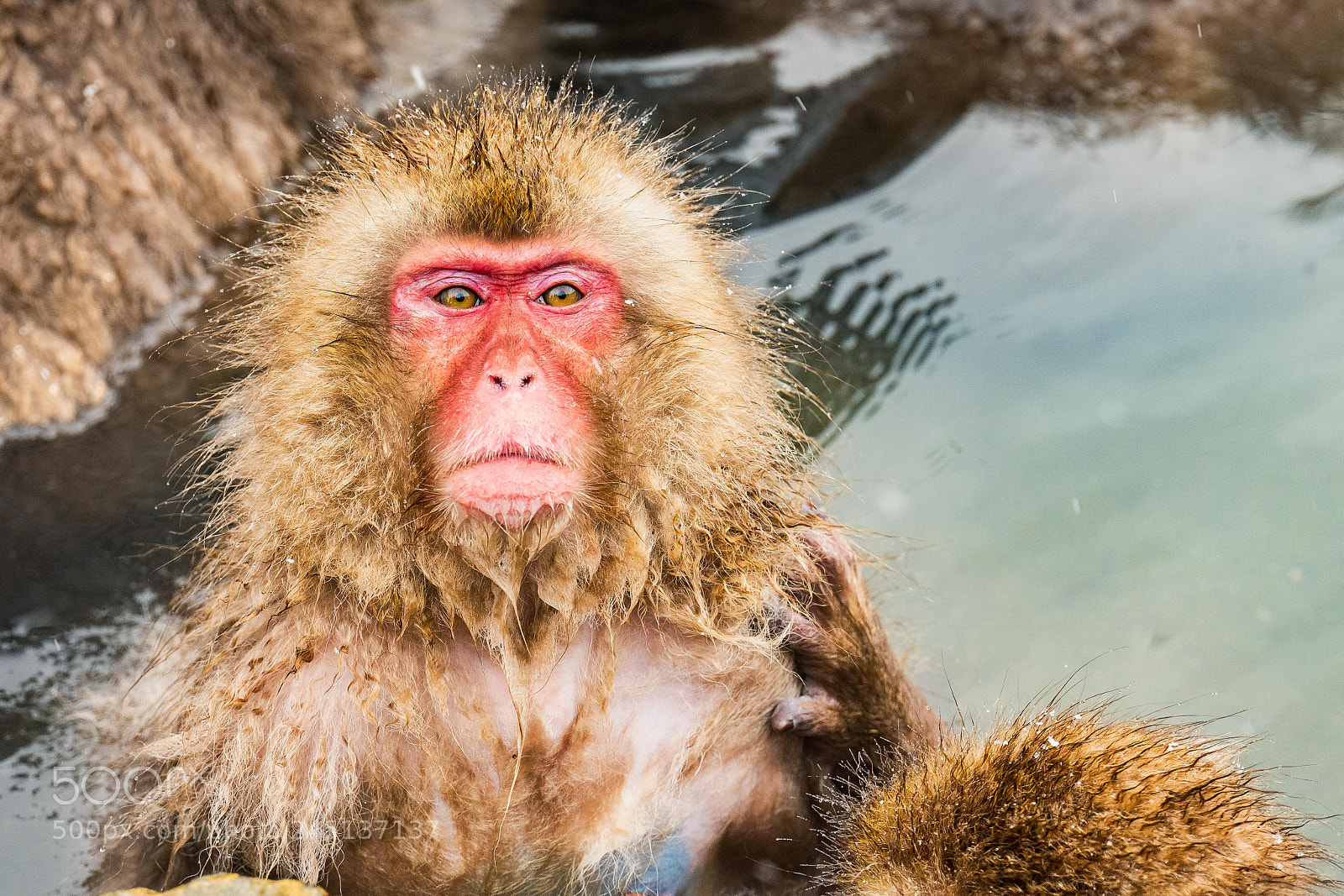 Leica SL (Typ 601) sample photo. Snow monkey 2 photography