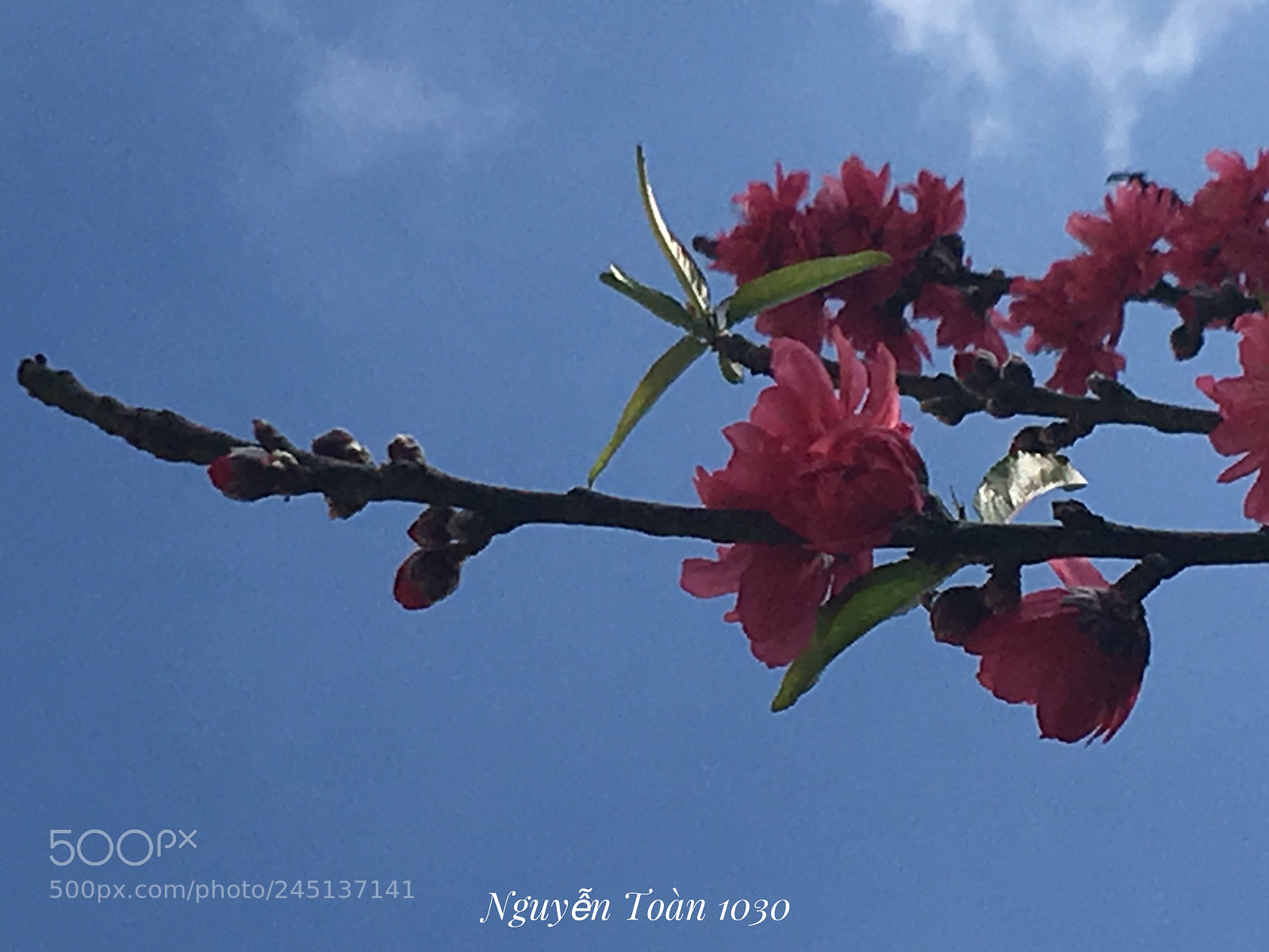 Apple iPhone 6s Plus sample photo. Untitled photography