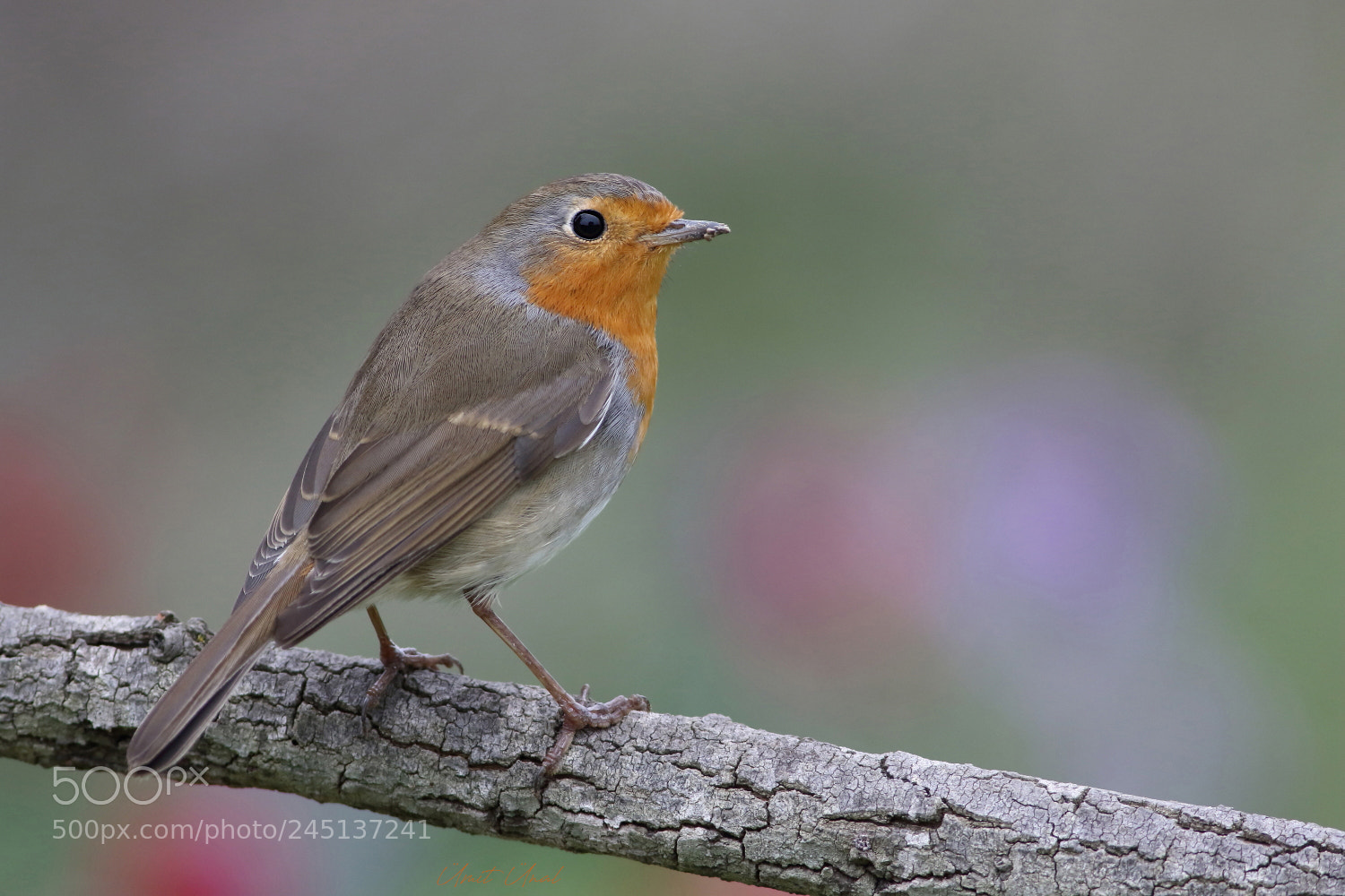 Canon EOS 7D Mark II sample photo. Robin photography