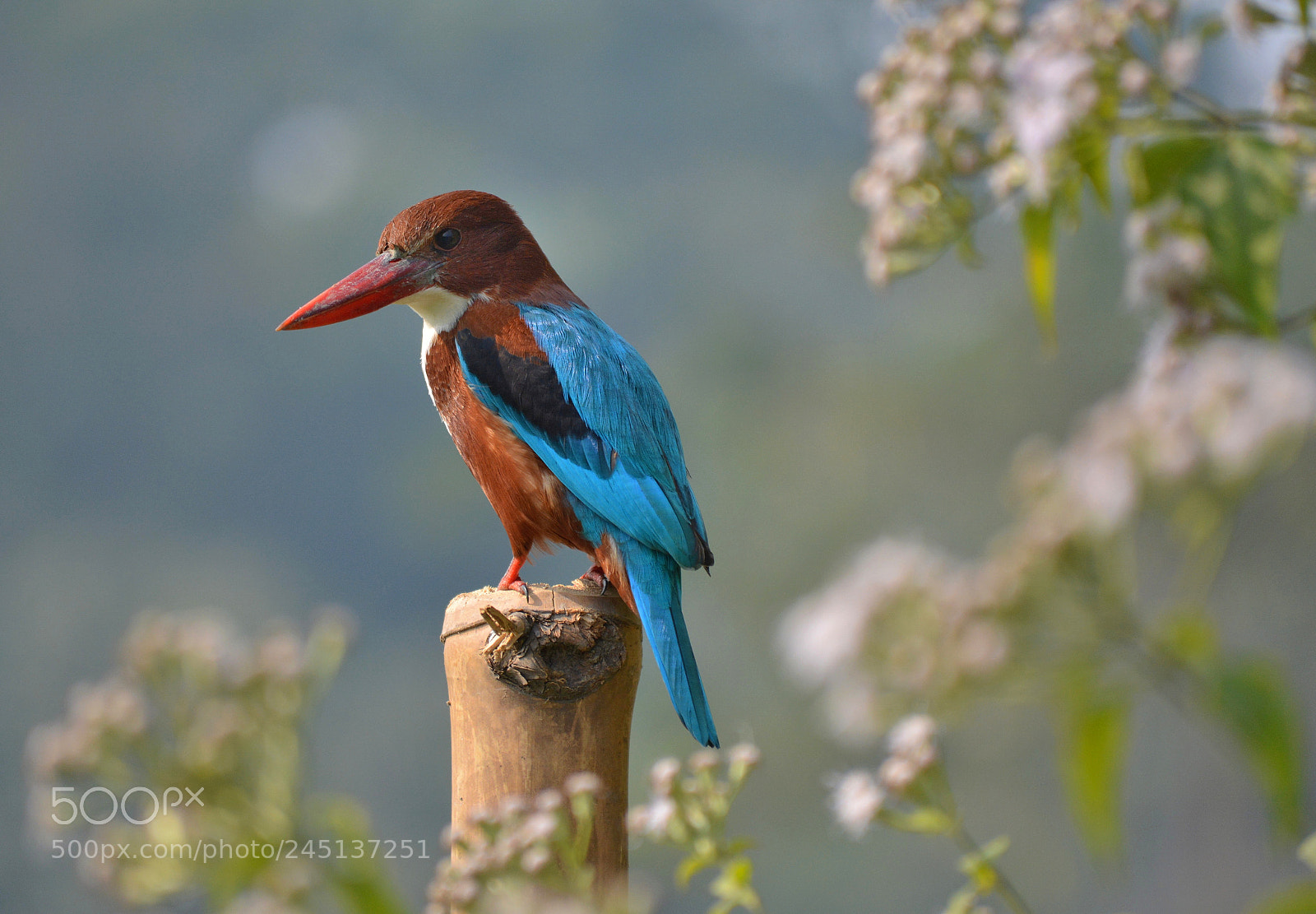 Nikon D5200 sample photo. White throated kingfisher photography