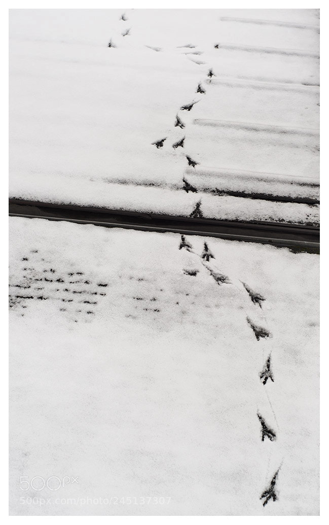 Nikon D700 sample photo. Snow imprints photography
