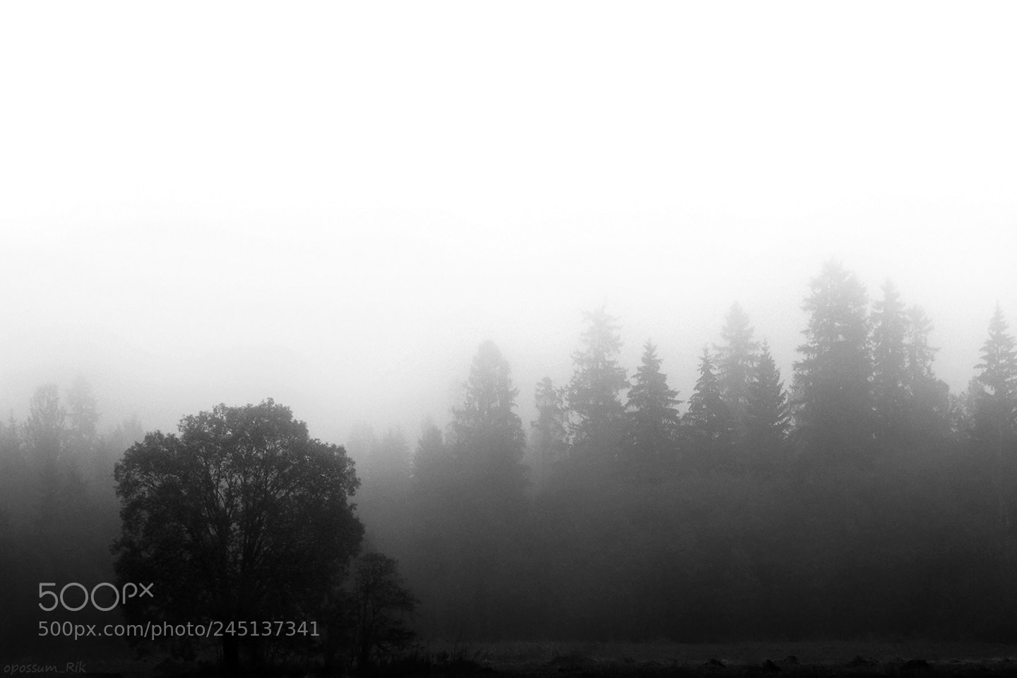 Panasonic DMC-FZ50 sample photo. Fog photography