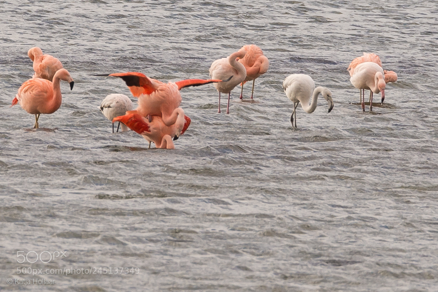 Nikon D600 sample photo. Flamingos in holland photography