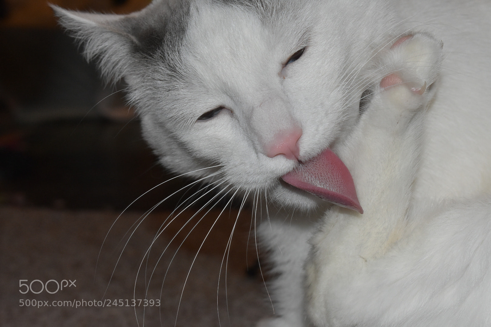 Nikon D3400 sample photo. Bathing photography