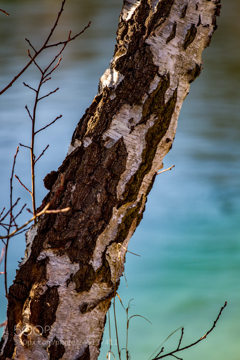 Canon EOS-1D Mark IV sample photo. Birch tree on turquoise photography