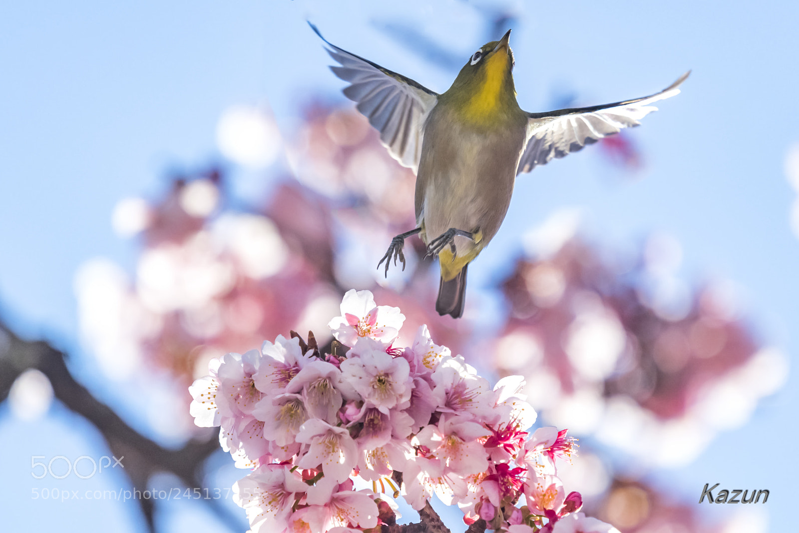Nikon D5 sample photo. Flying! photography