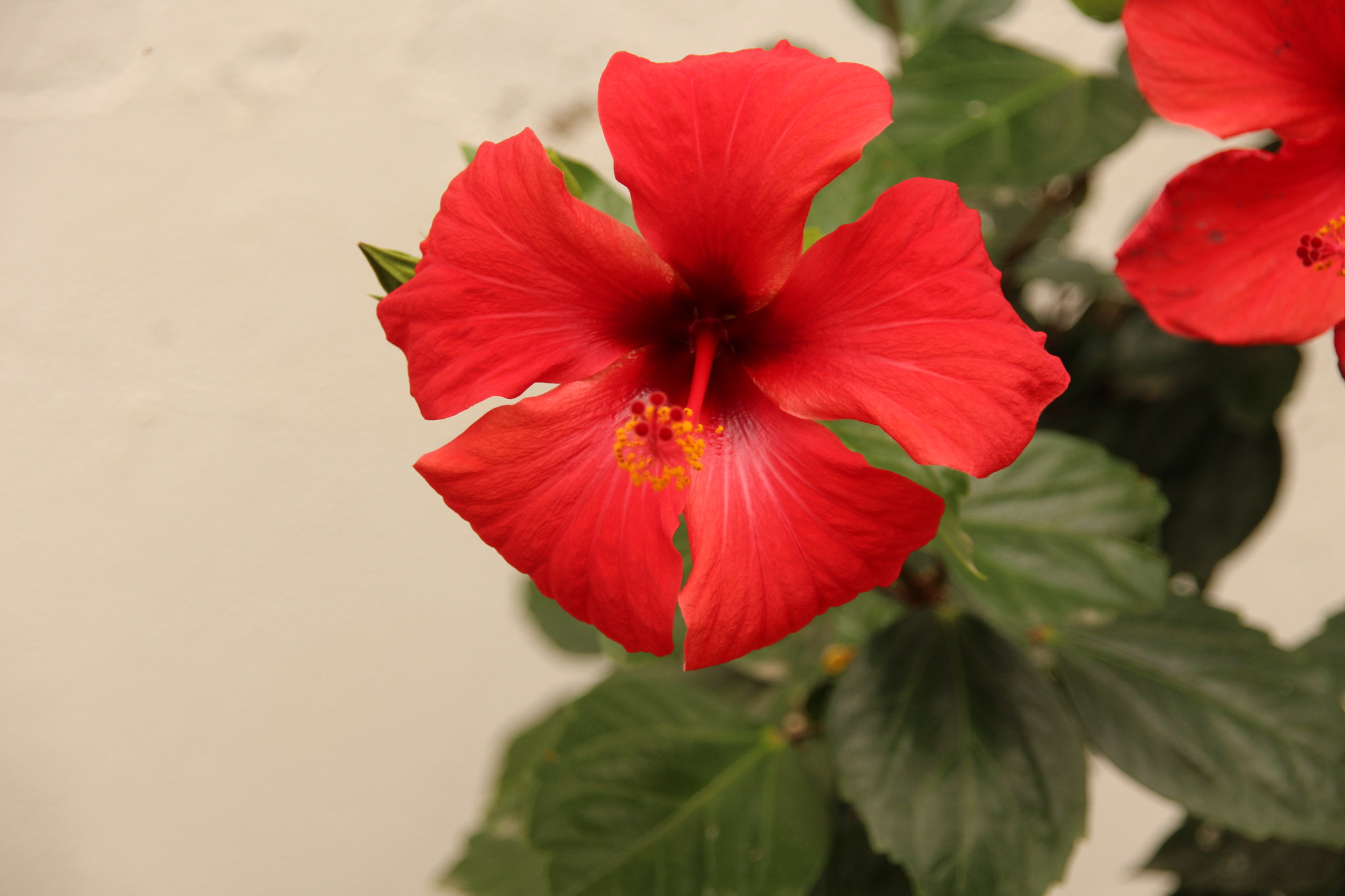 Canon EOS 700D (EOS Rebel T5i / EOS Kiss X7i) + Sigma 18-200mm f/3.5-6.3 DC OS sample photo. Red one... photography