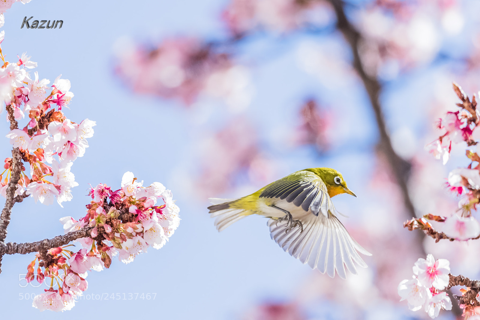 Canon EOS-1D X Mark II sample photo. Beautifuly! photography