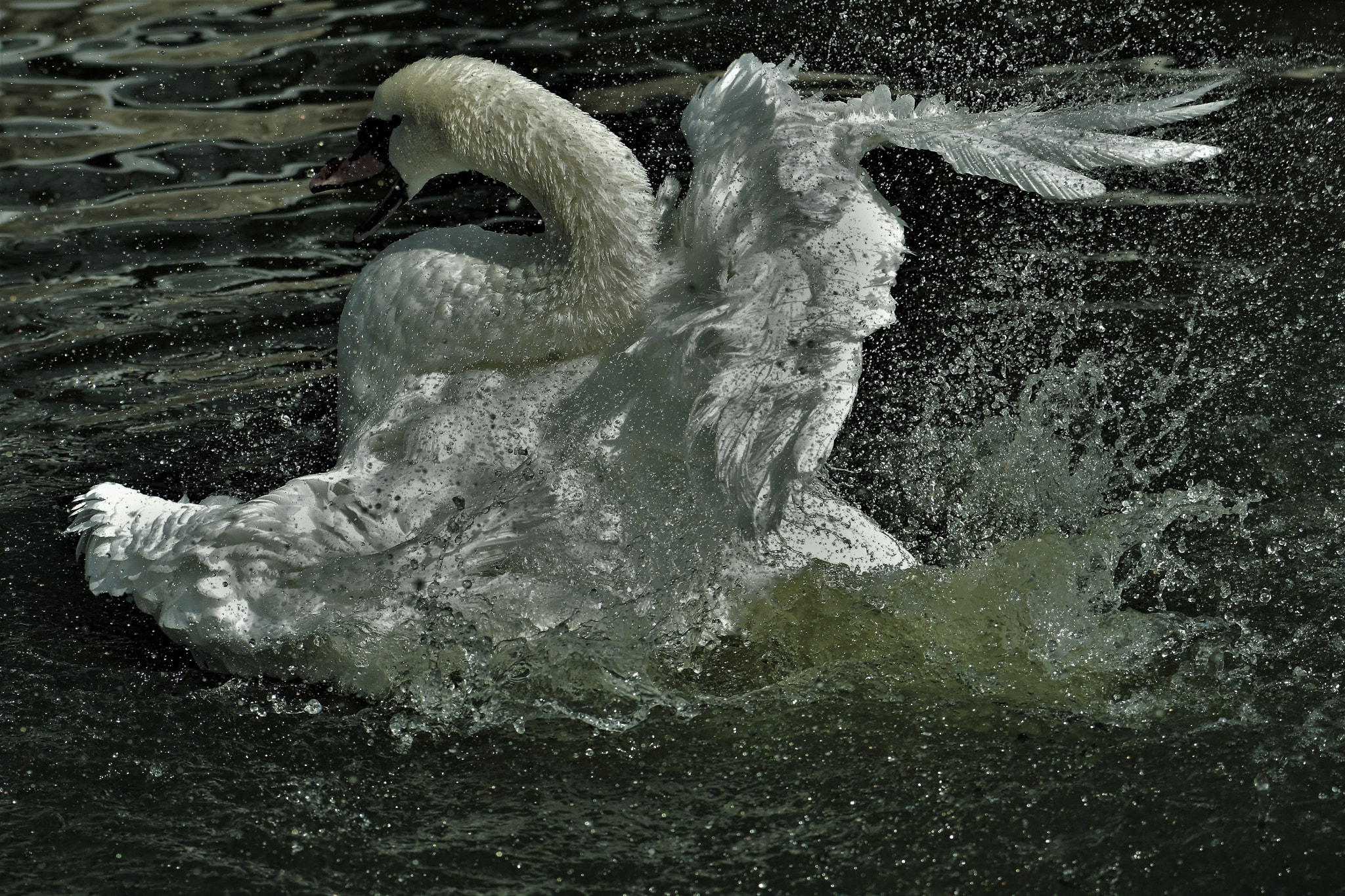 Nikon AF-S Micro-Nikkor 105mm F2.8G IF-ED VR sample photo. Water dance ! photography