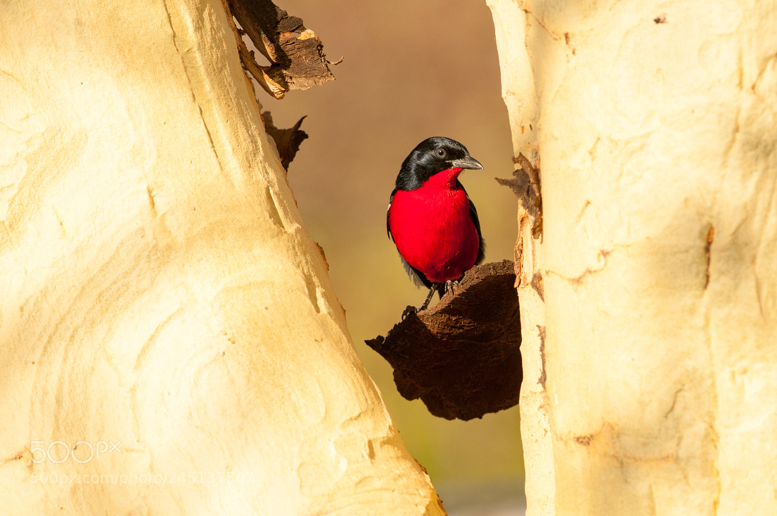Nikon D300 sample photo. Crimson breasted bushshrike photography