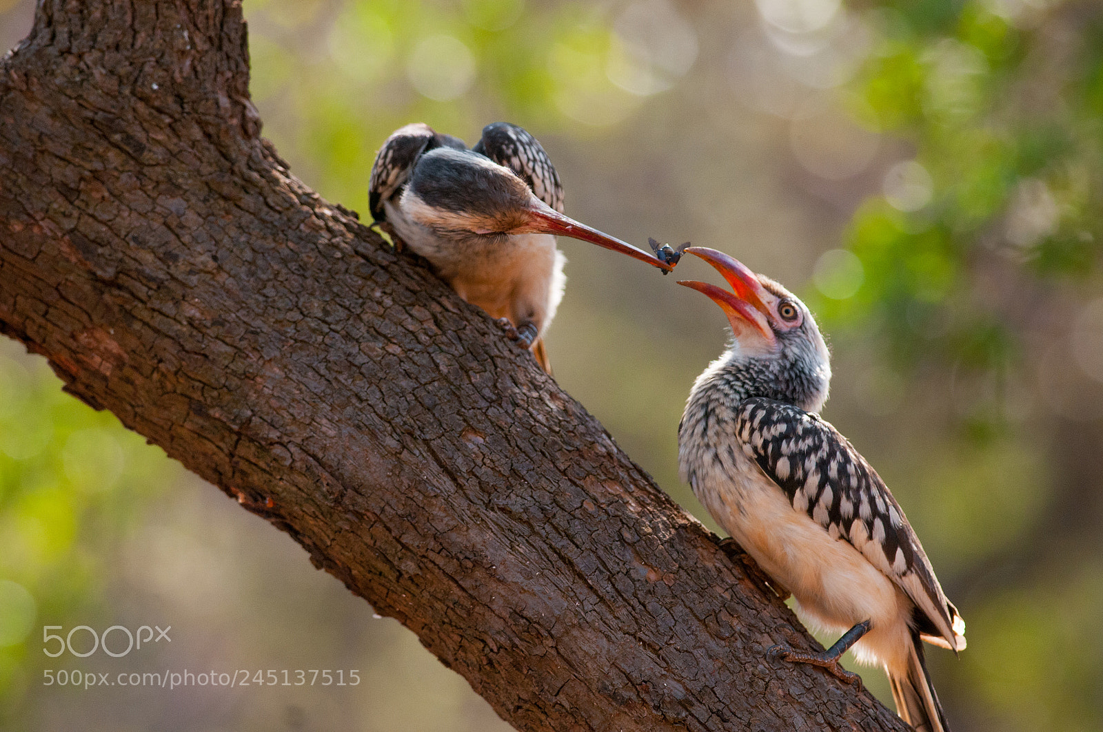 Nikon D300 sample photo. Red billed hornbill courtship photography