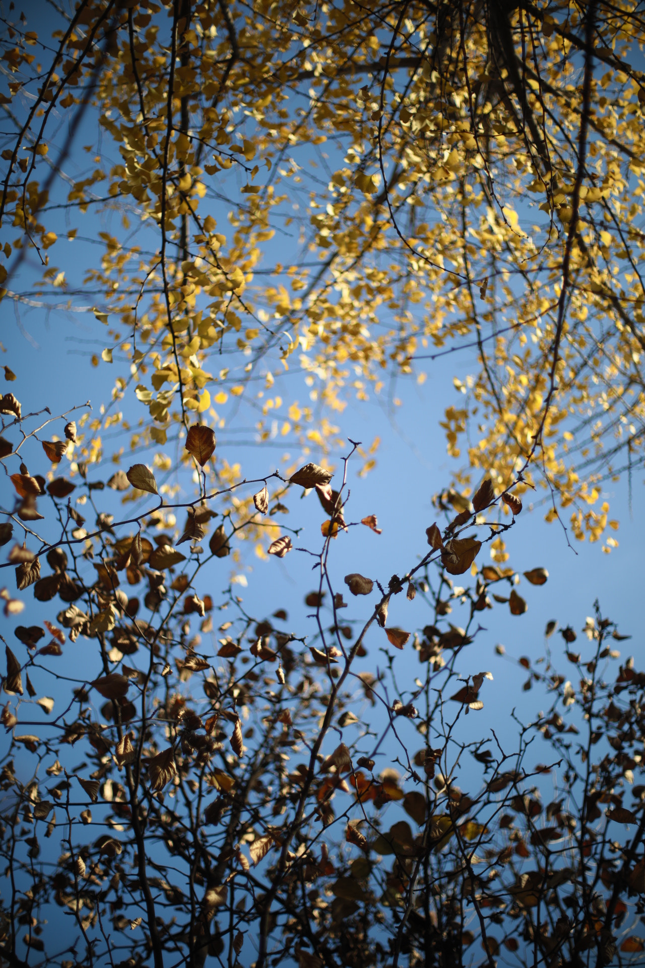 Canon EF 35-80mm f/4-5.6 sample photo. Autumn photography