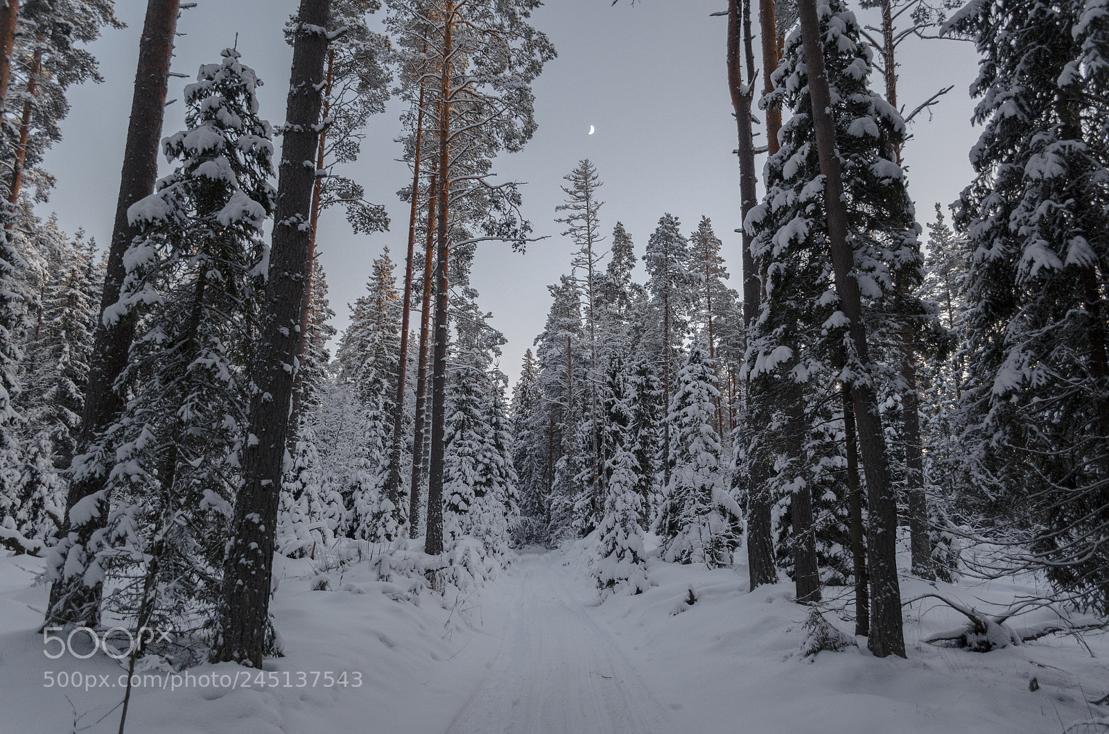 Nikon D5100 sample photo. Early dusk in karelian photography