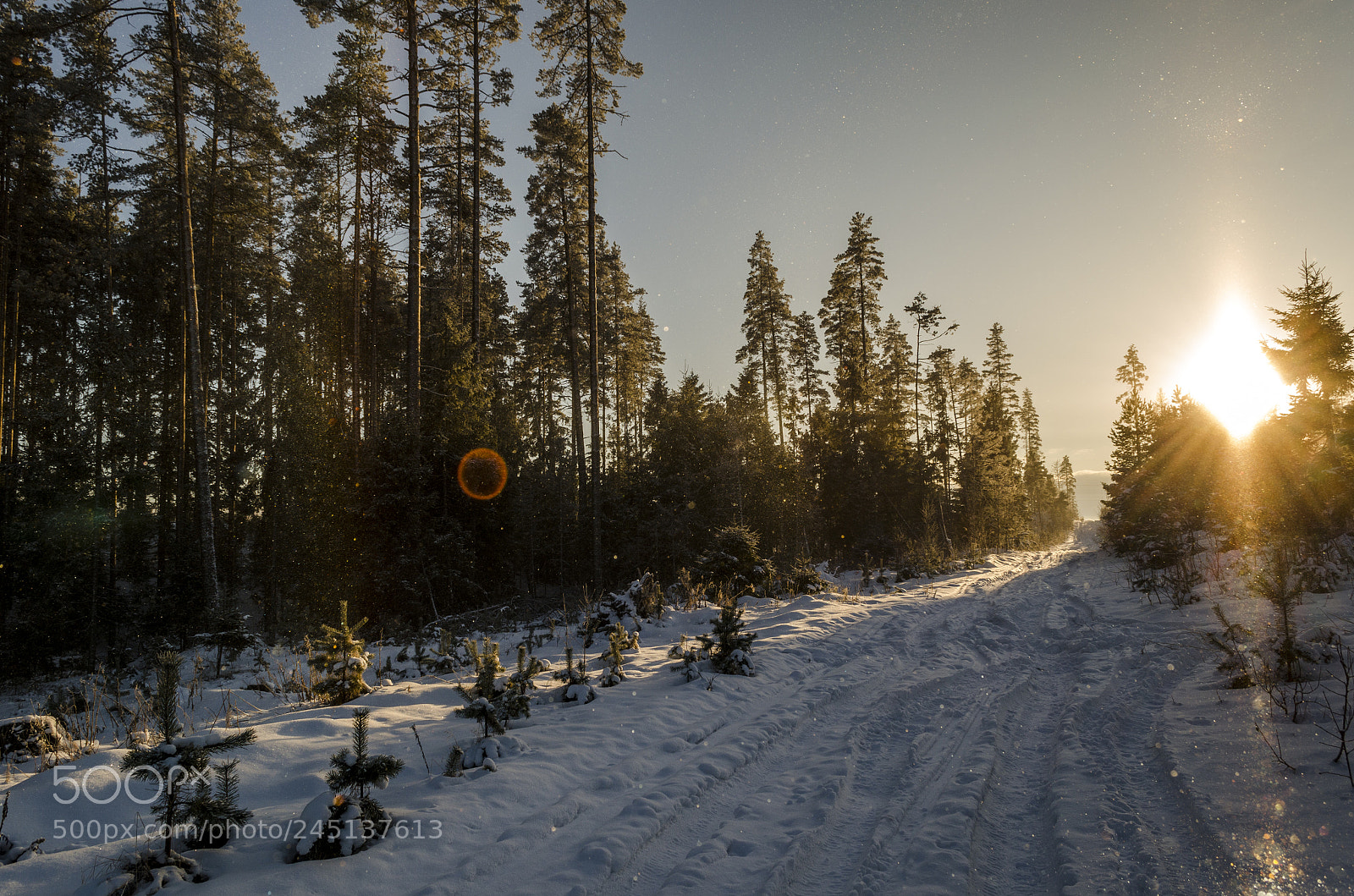 Nikon D5100 sample photo. Sunny day in january photography