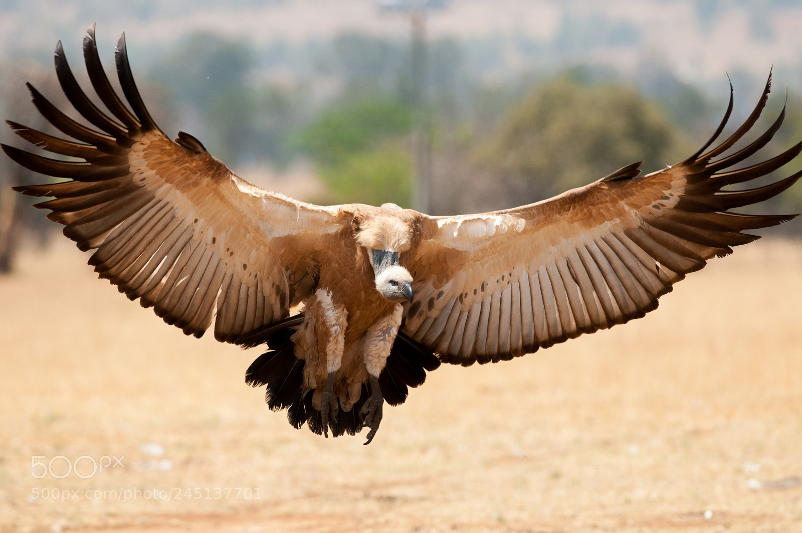 Nikon D300 sample photo. White backed vulture photography