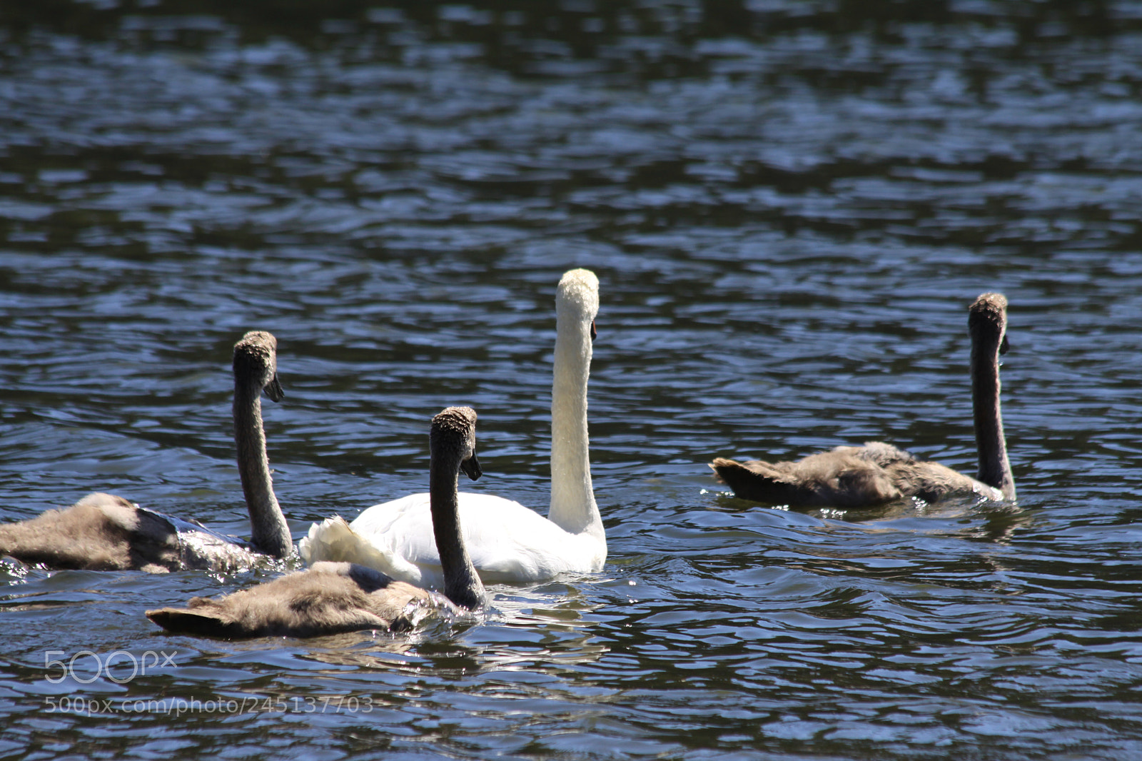 Canon EOS 50D sample photo. Not like mom photography