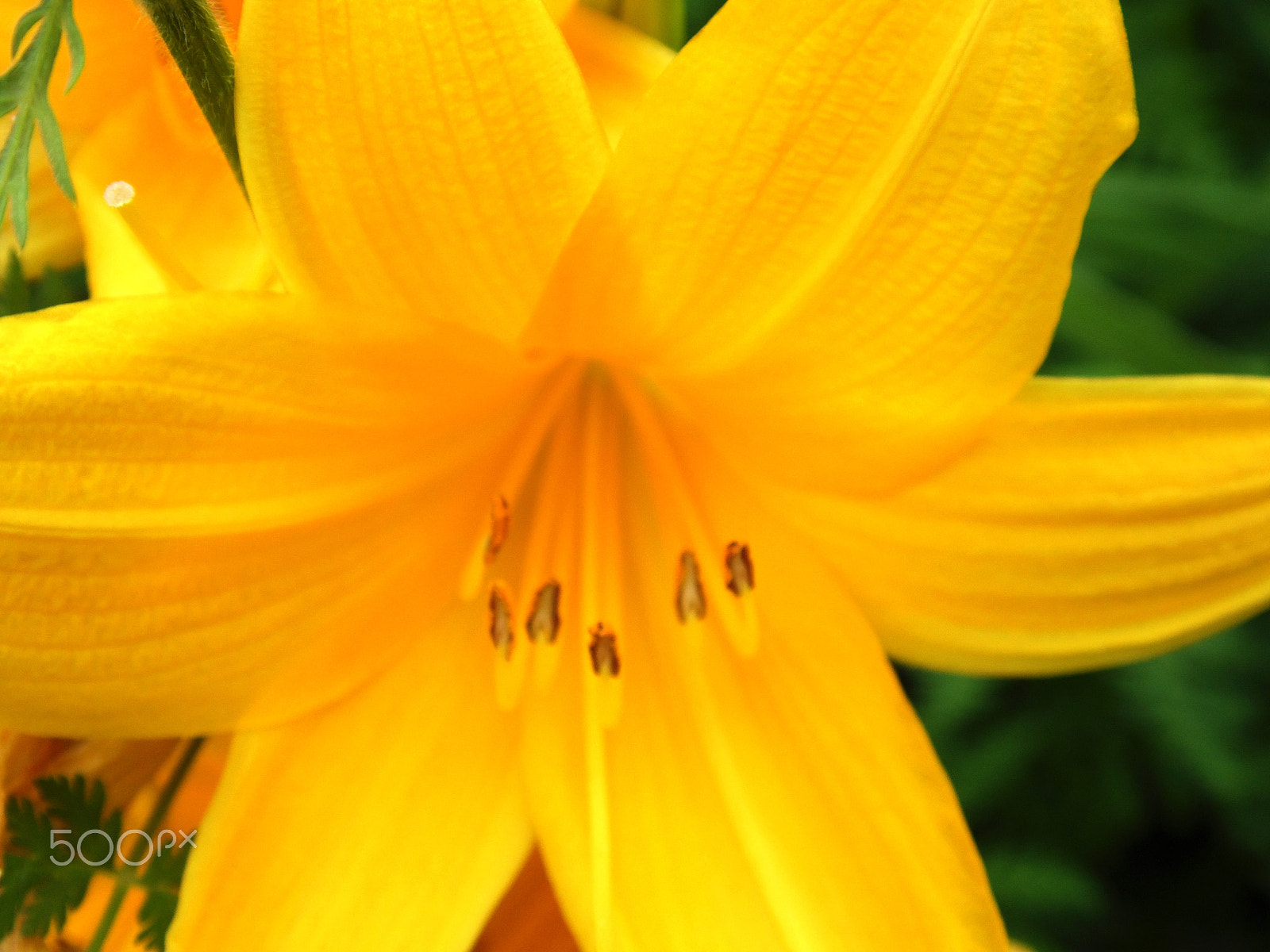 Samsung WB100/  WB101 sample photo. Lily photography
