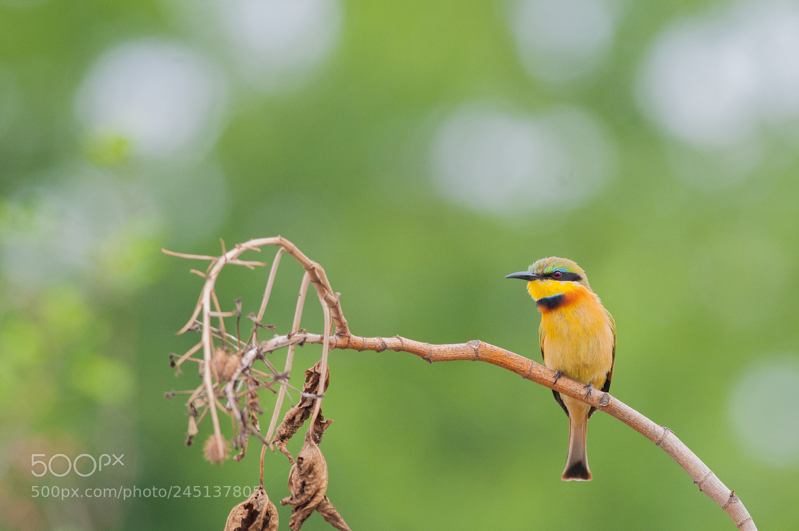 Nikon D300 sample photo. Little bee eater photography
