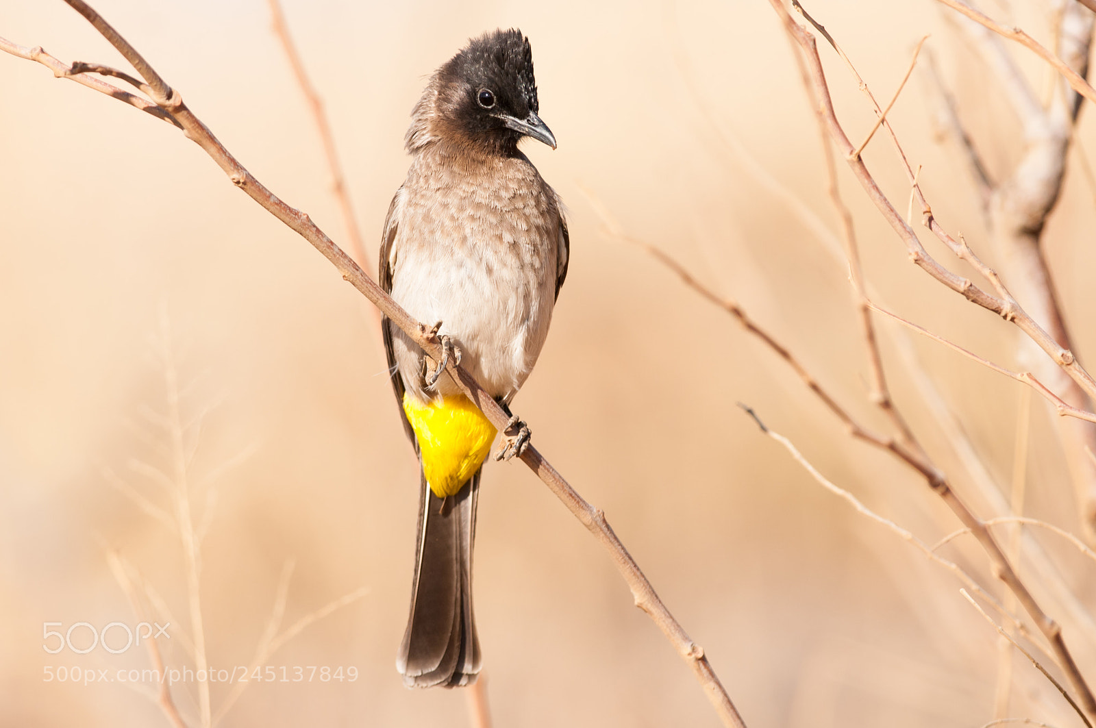 Nikon D300 sample photo. Dark capped bulbul photography