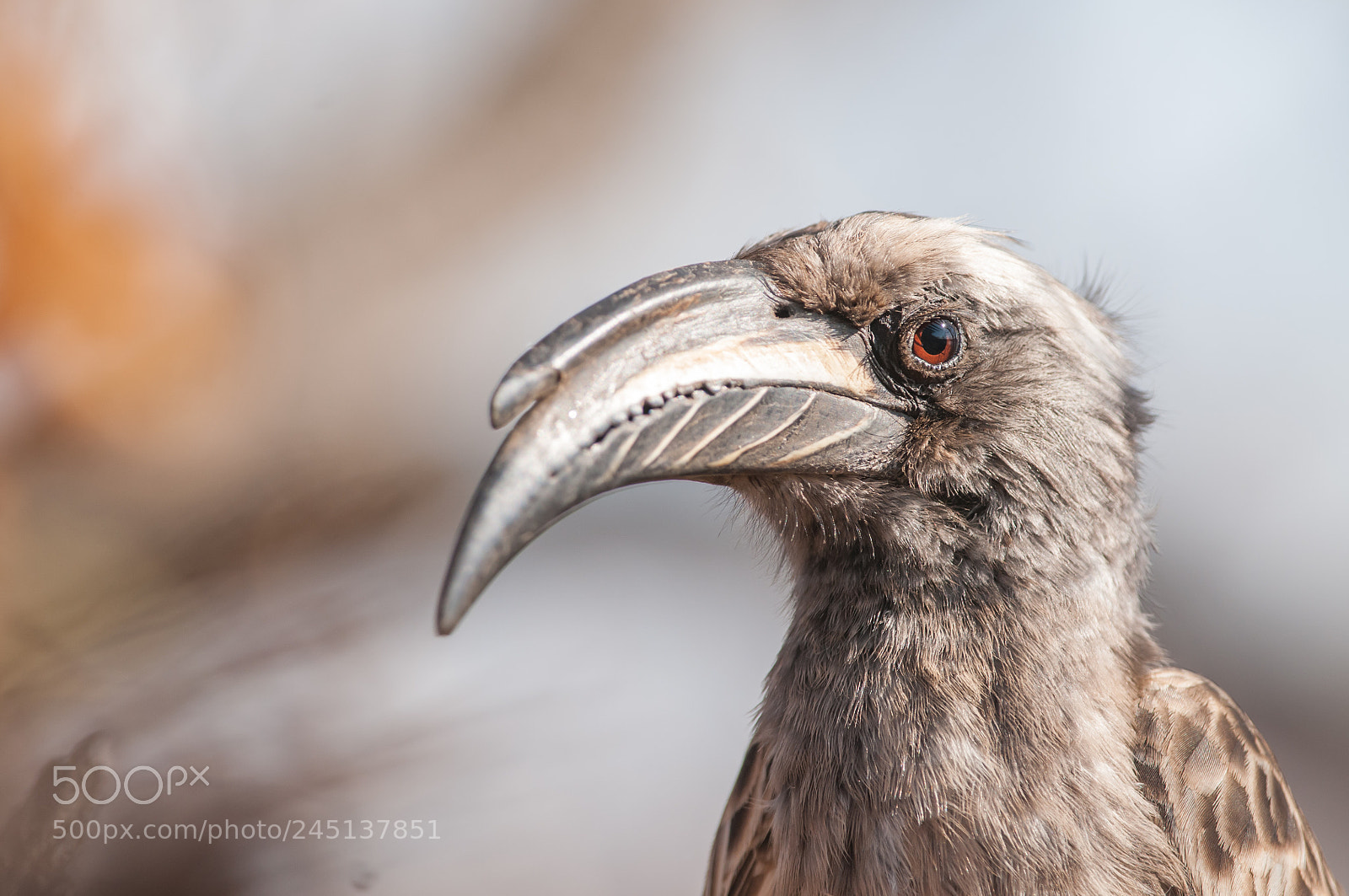 Nikon D300 sample photo. African grey hornbill photography