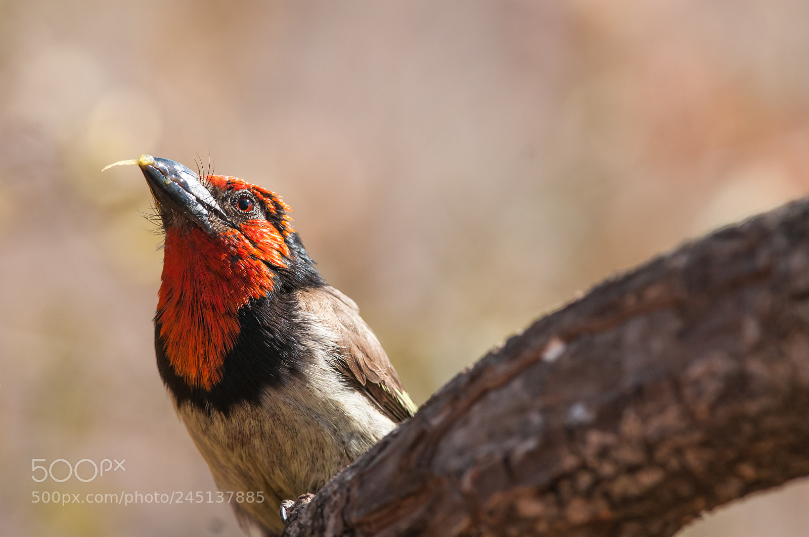 Nikon D300 sample photo. Black colored barbet photography