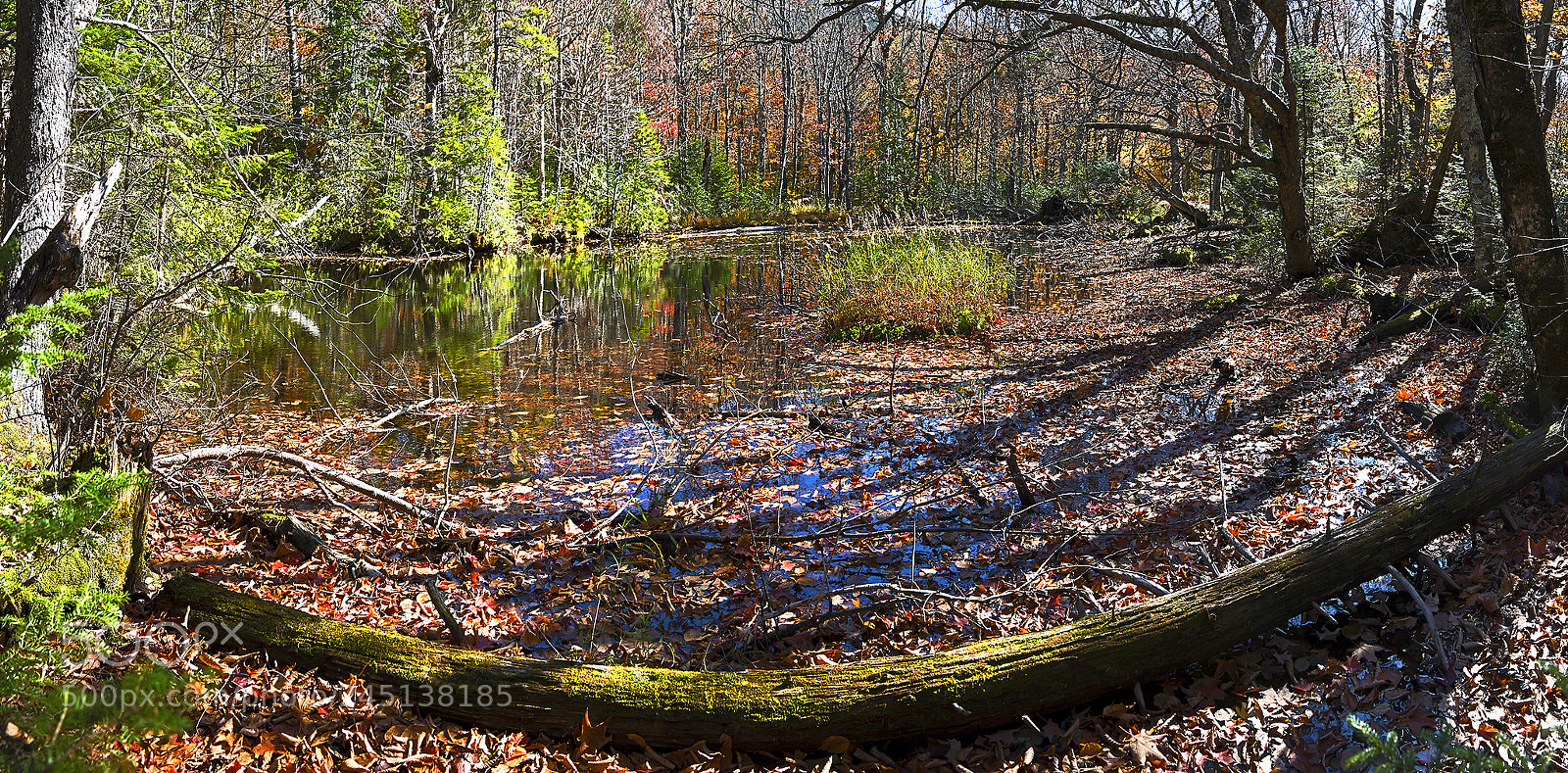Nikon D810 sample photo. Swamp  ... photography