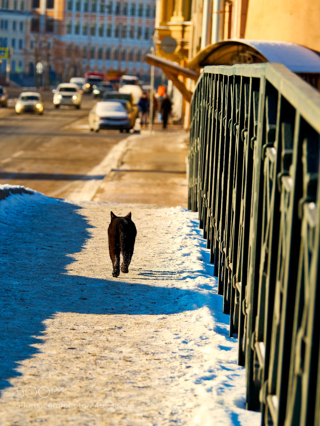 Olympus PEN-F sample photo. The cat who walked photography