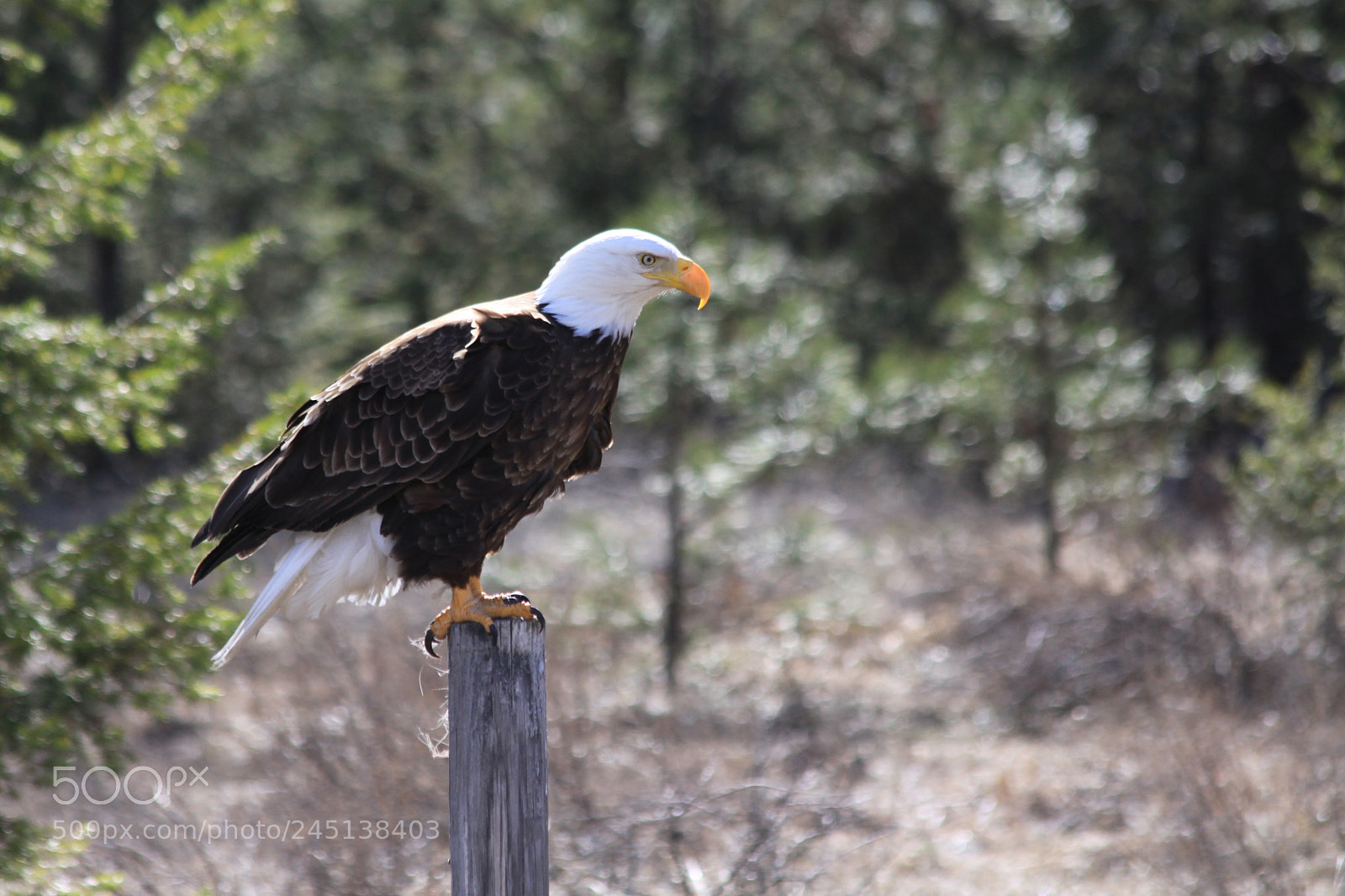 Canon EOS 50D sample photo. Needing a bigger perch photography