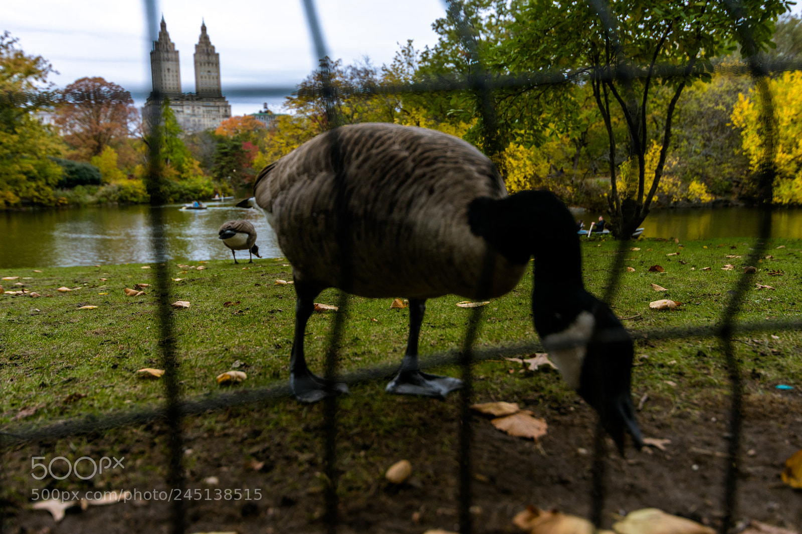 Nikon D3400 sample photo. Central park photography