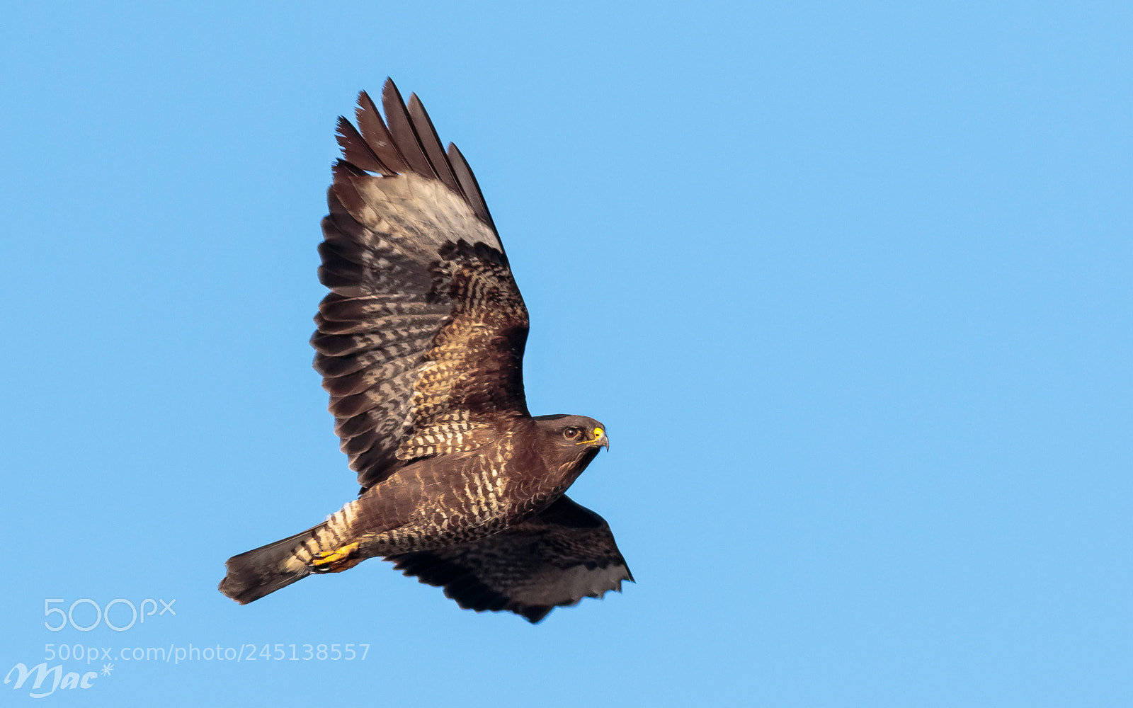 Canon EOS 7D Mark II sample photo. Common buzzard-buizerd photography