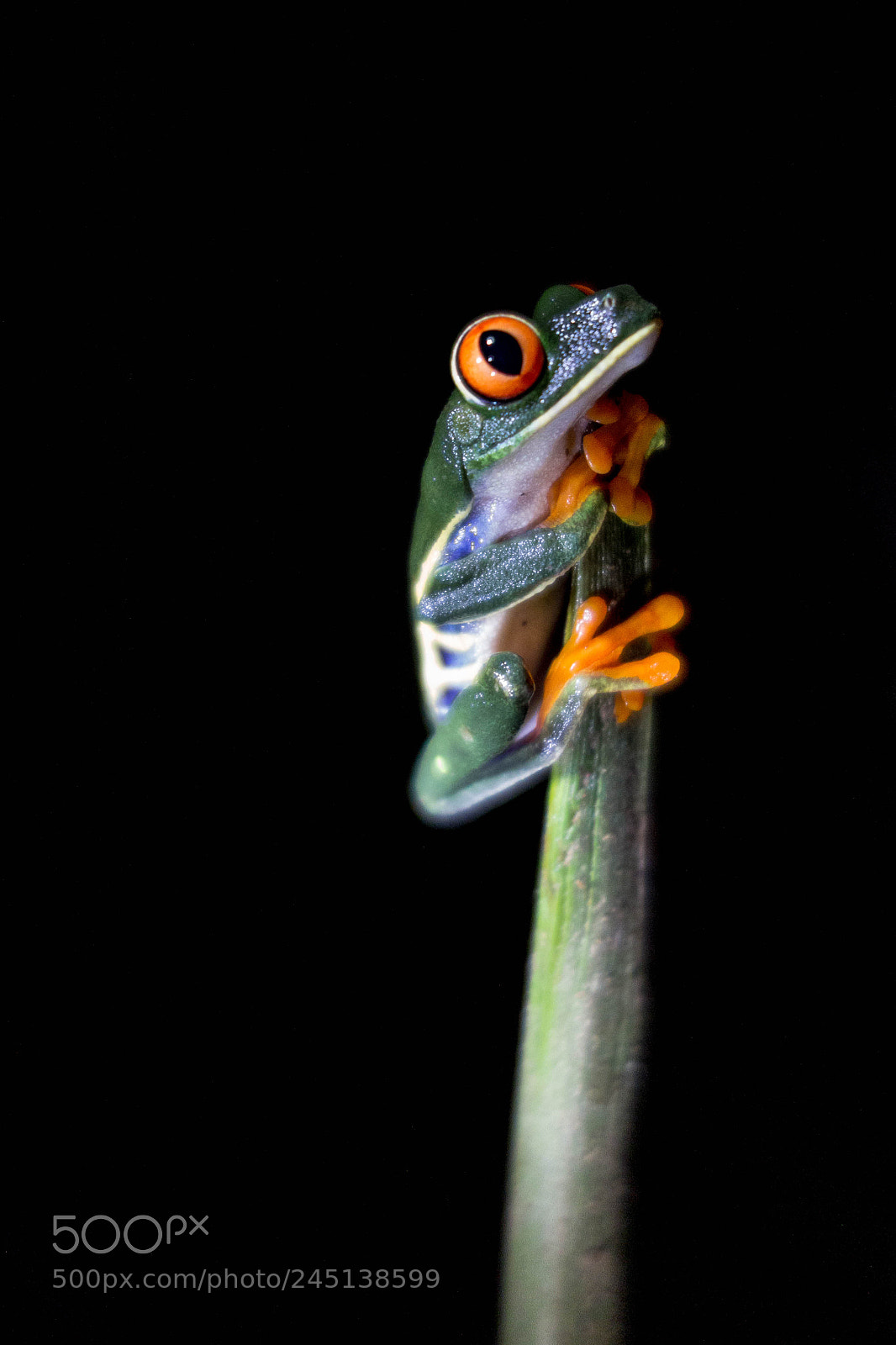 Sony Cyber-shot DSC-RX100 sample photo. Red-eyed tree frog photography