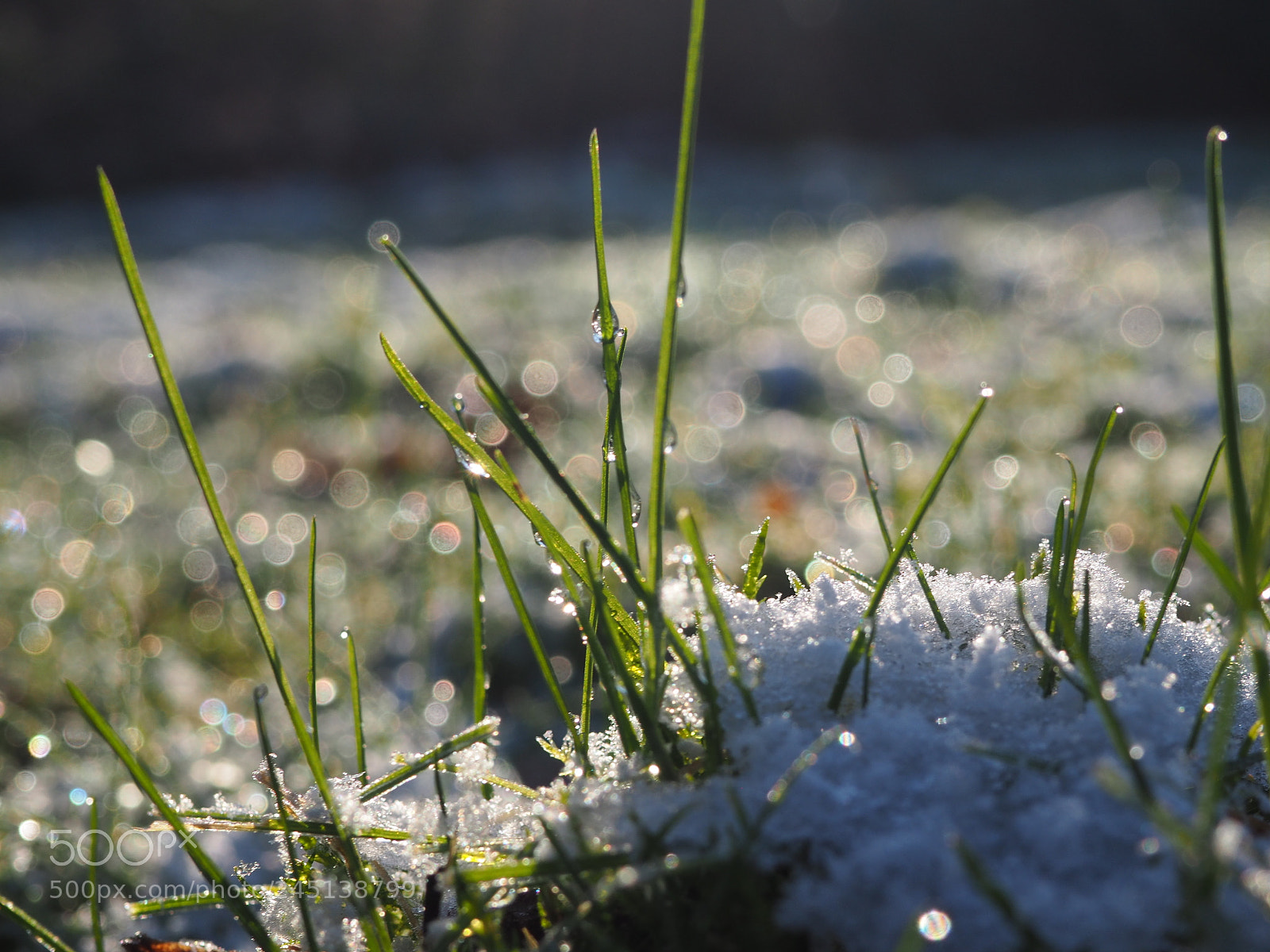 Olympus OM-D E-M10 II sample photo. Good  morning photography