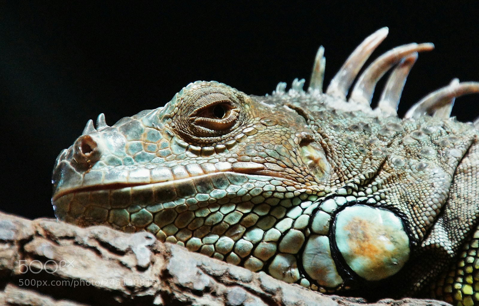 Sony SLT-A65 (SLT-A65V) sample photo. Lizard 1 photography