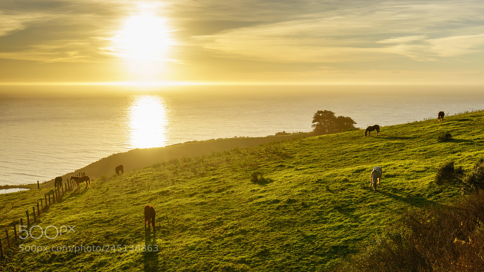 Sony a7R II sample photo. Horses in big sur photography