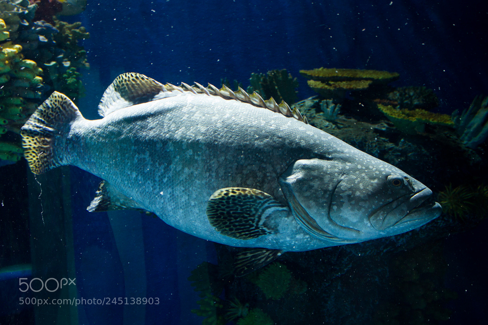 Canon EOS 550D (EOS Rebel T2i / EOS Kiss X4) sample photo. Giant grouper / dunkler riesenzackenbarsch photography