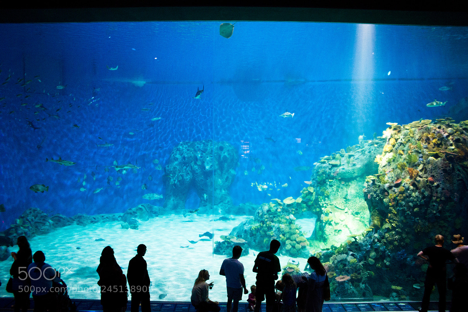 Canon EOS 550D (EOS Rebel T2i / EOS Kiss X4) sample photo. Ocean tank of den photography
