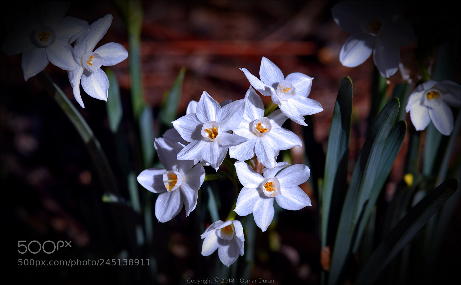 Nikon D300 sample photo. Narcissus papyraceus photography