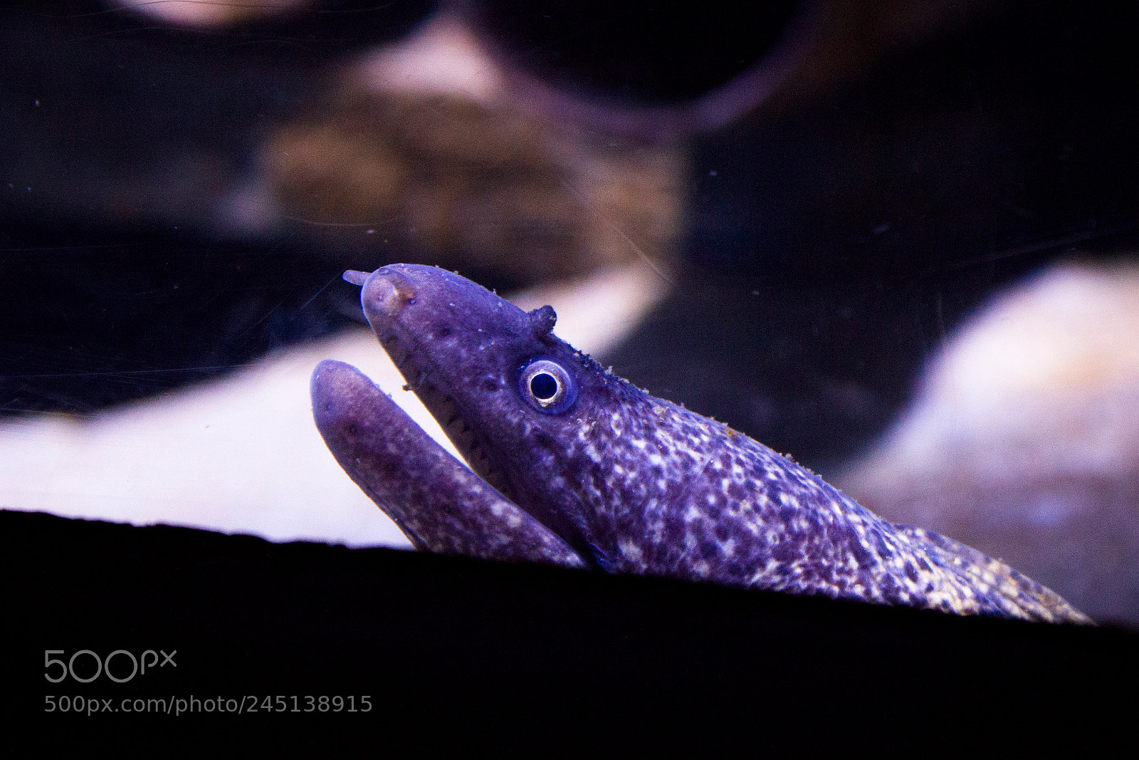 Canon EOS 550D (EOS Rebel T2i / EOS Kiss X4) sample photo. Moray eel / muräne photography