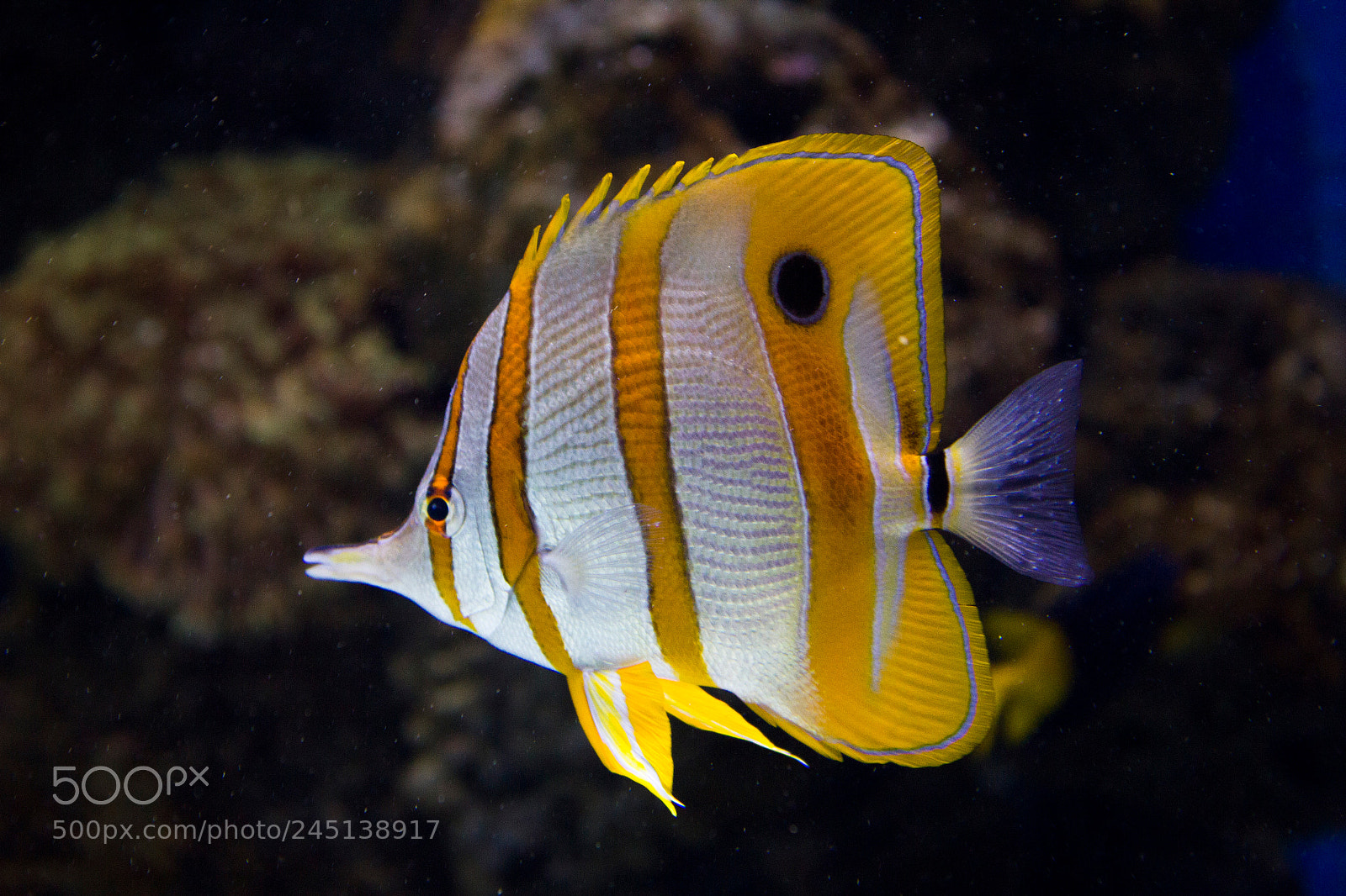 Canon EOS 550D (EOS Rebel T2i / EOS Kiss X4) sample photo. Copperband butterflyfish / kupferstreifen-pinzettfisch photography