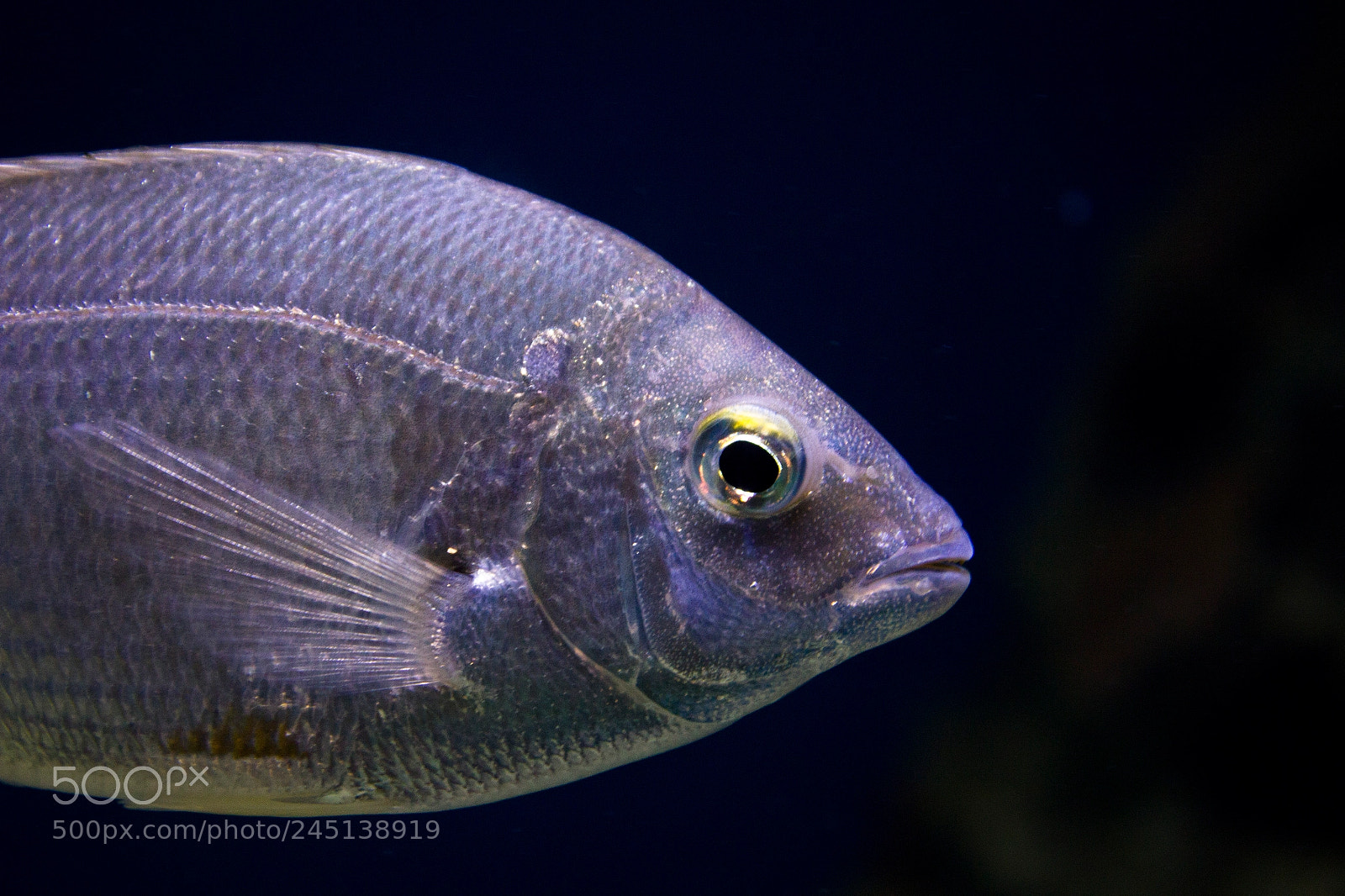 Canon EOS 550D (EOS Rebel T2i / EOS Kiss X4) sample photo. Seawater fish photography