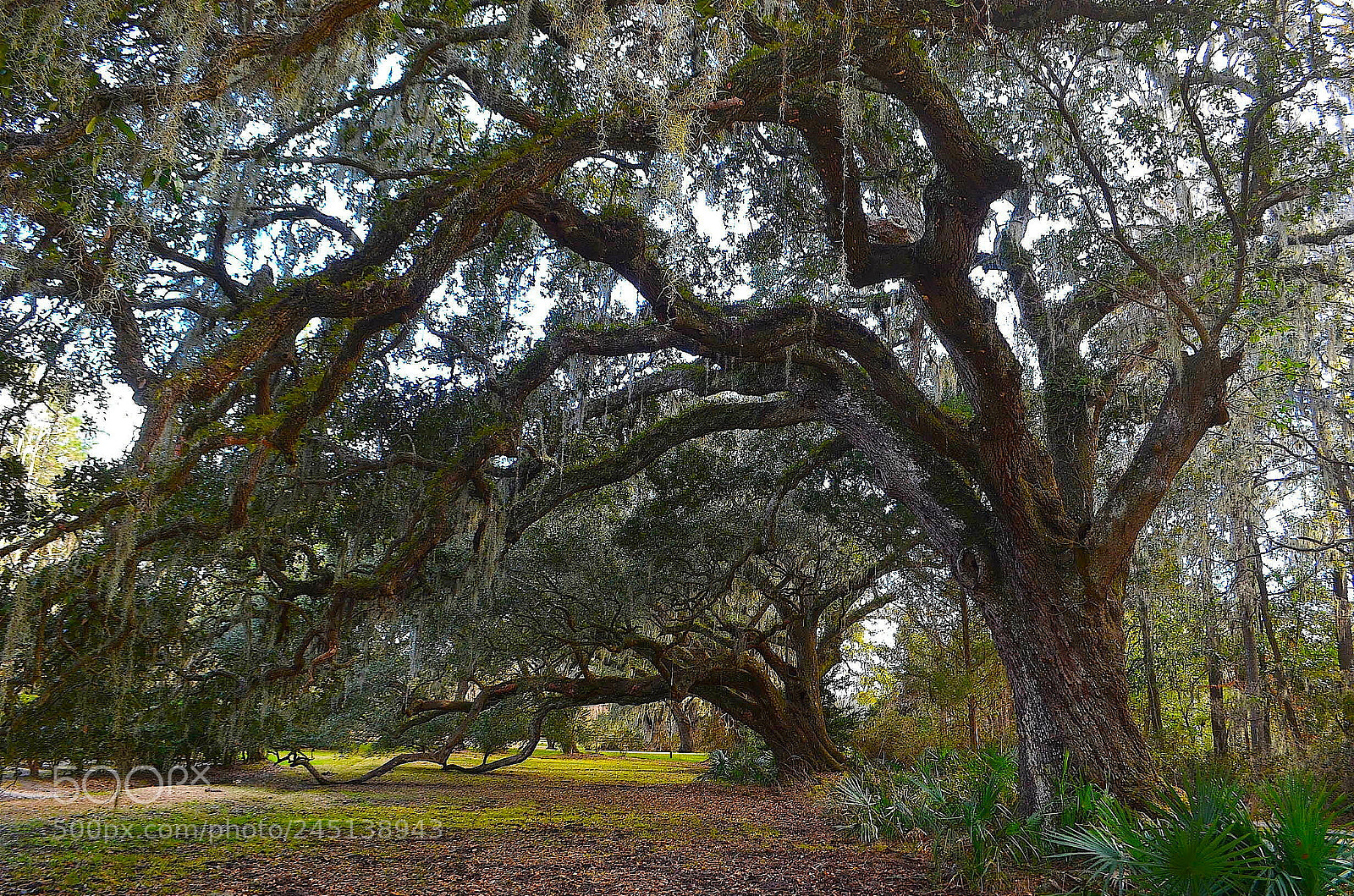 Nikon D5100 sample photo. Live oaks, charleston, s photography